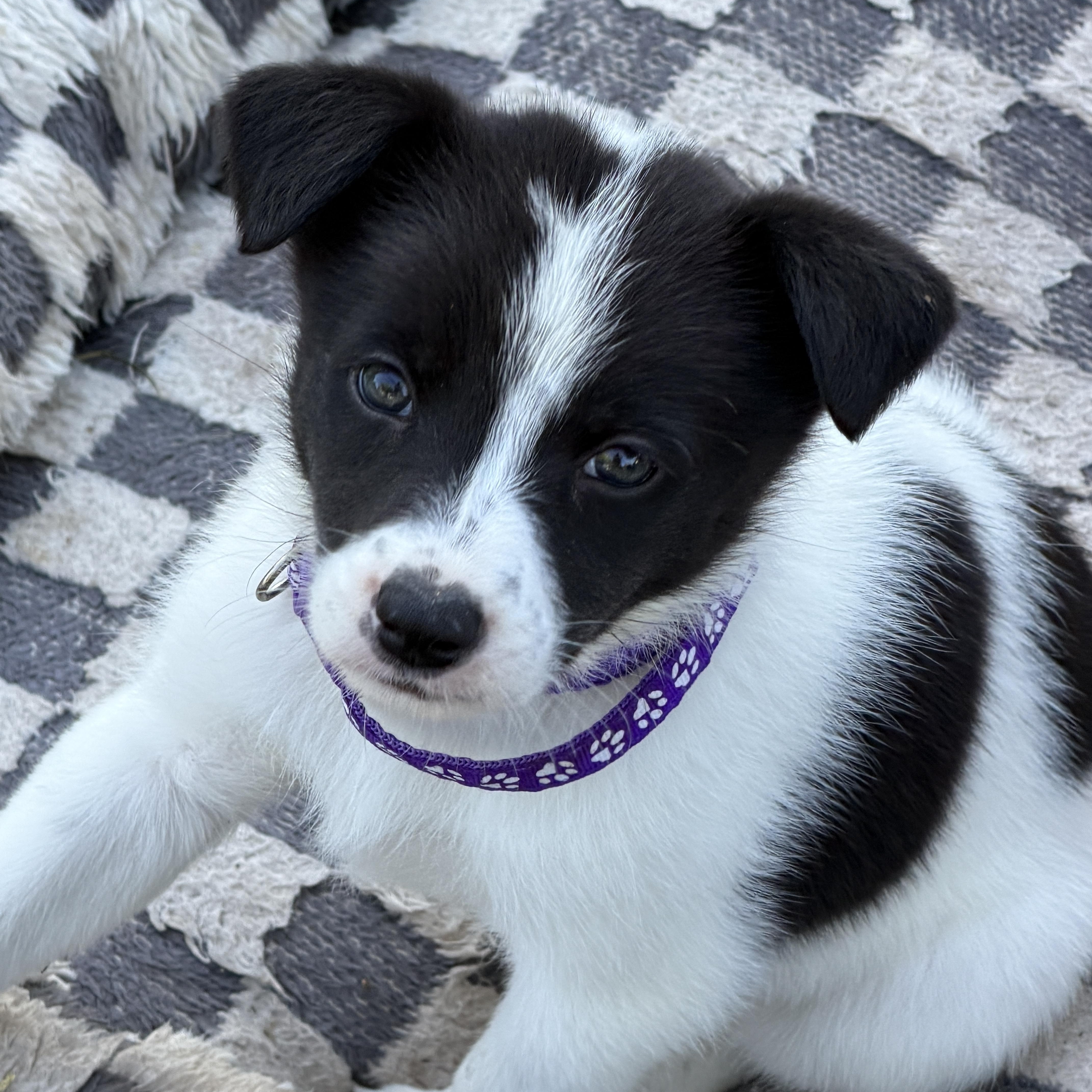 Enlarge Valkryn, a Adopted mixed breed in Gilbert, AZ image 6/6