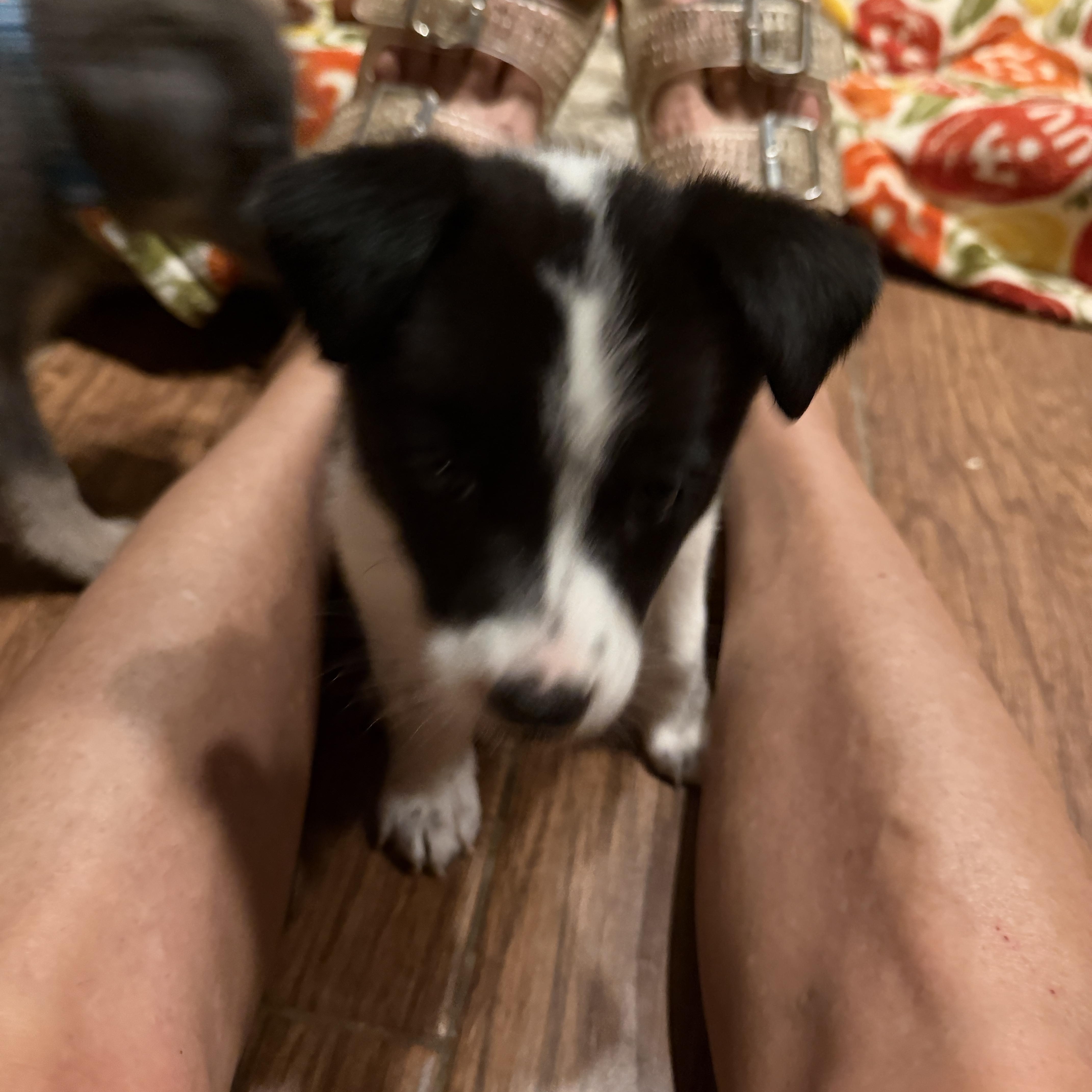 Enlarge Valkryn, a Adopted mixed breed in Gilbert, AZ image 3/6