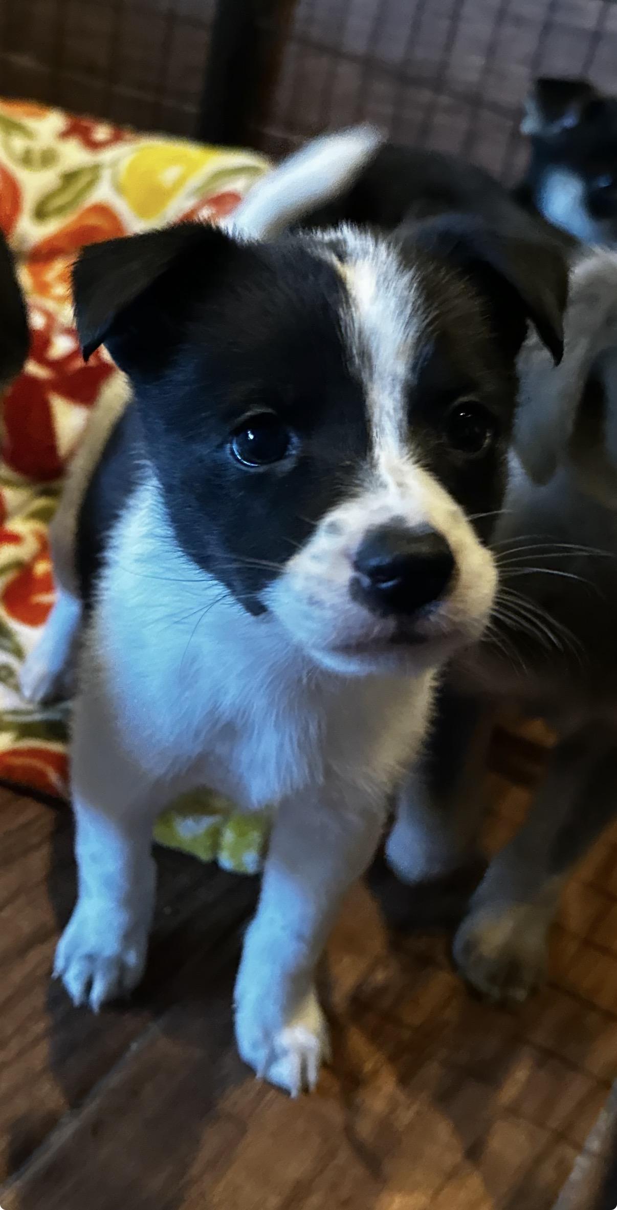 Enlarge Valkryn, a Adopted mixed breed in Gilbert, AZ image 2/6