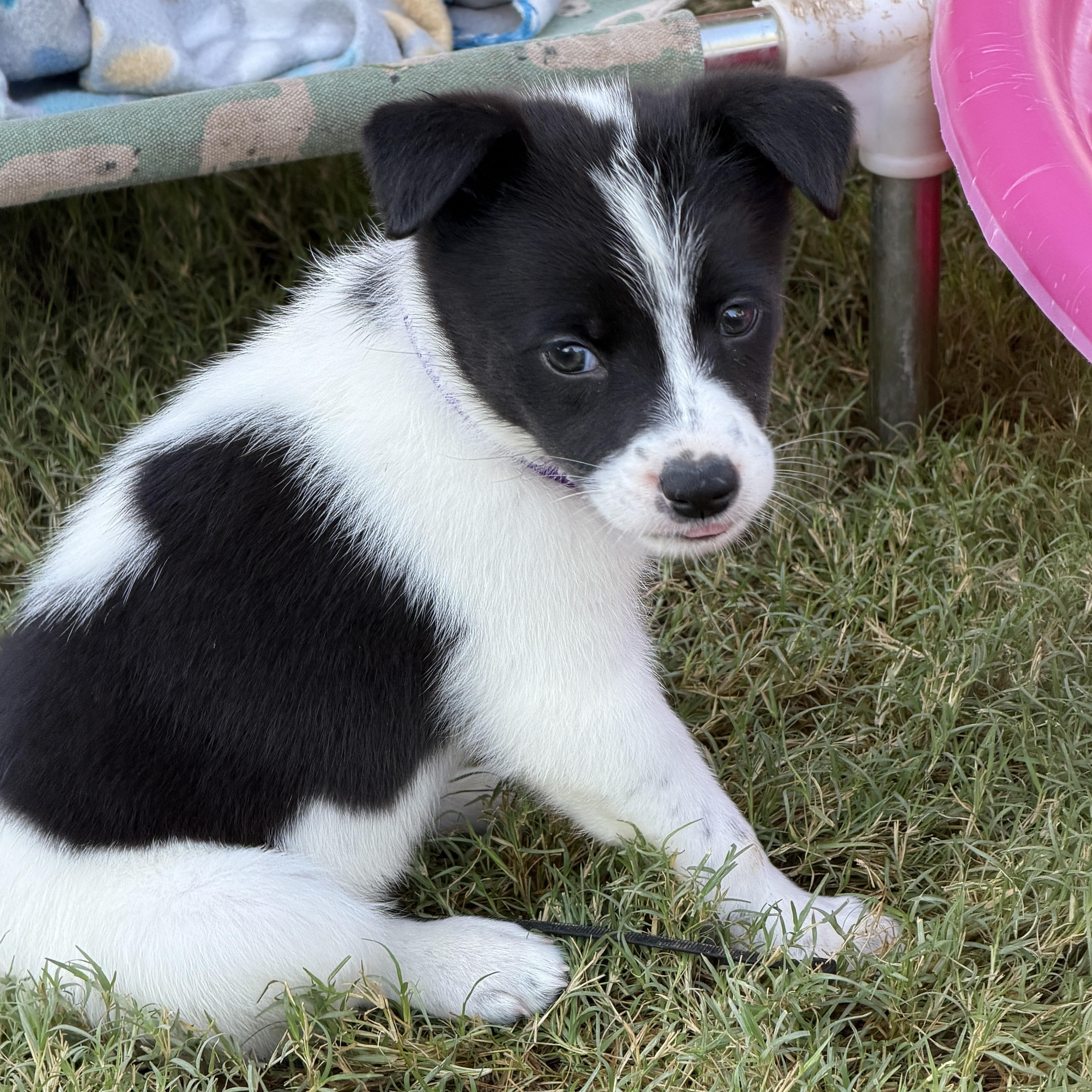 Valkryn, Adopted, Puppy Female Jack Russell Terrier & Parson Russell Terrier.