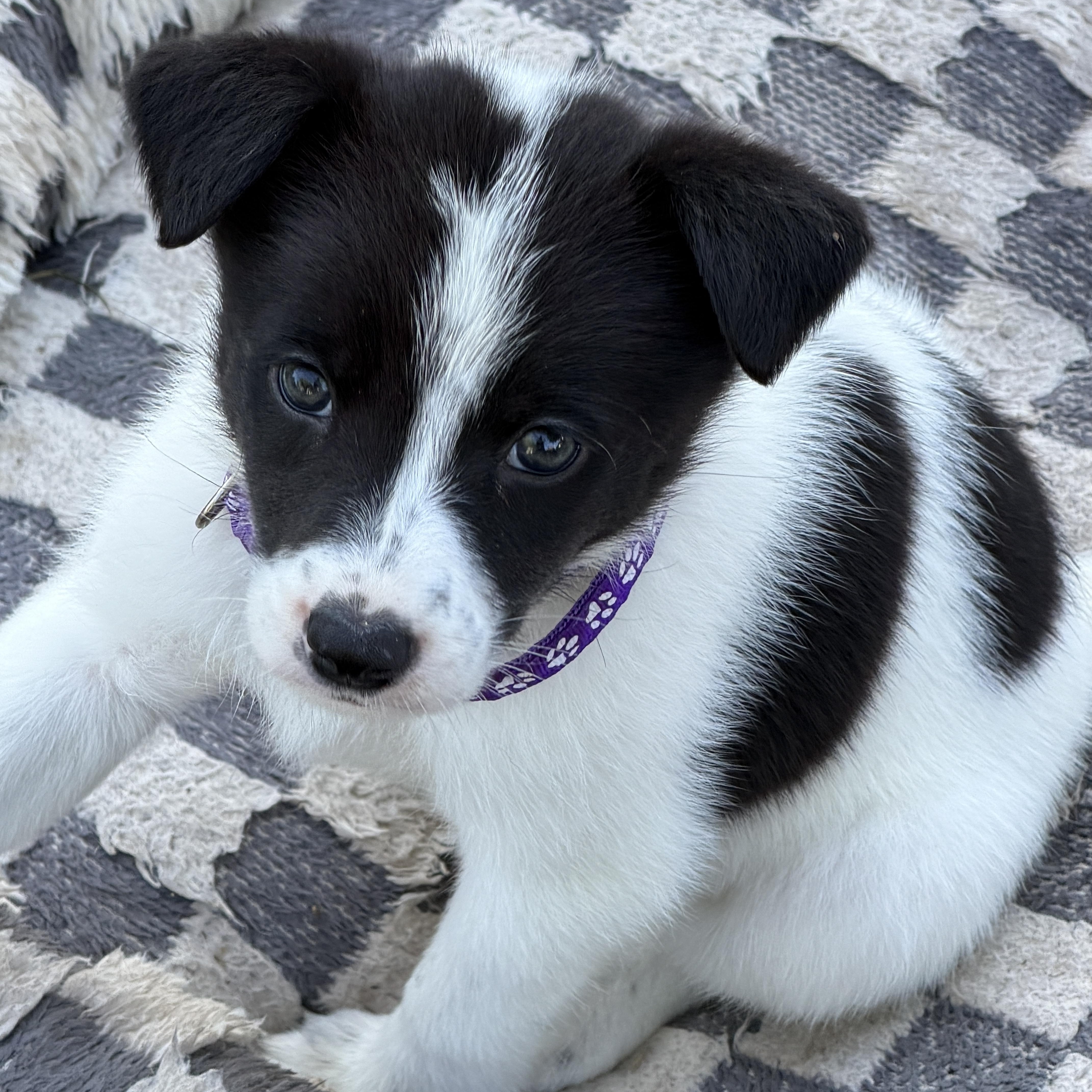 Enlarge Valkryn, a Adopted mixed breed in Gilbert, AZ image 5/6