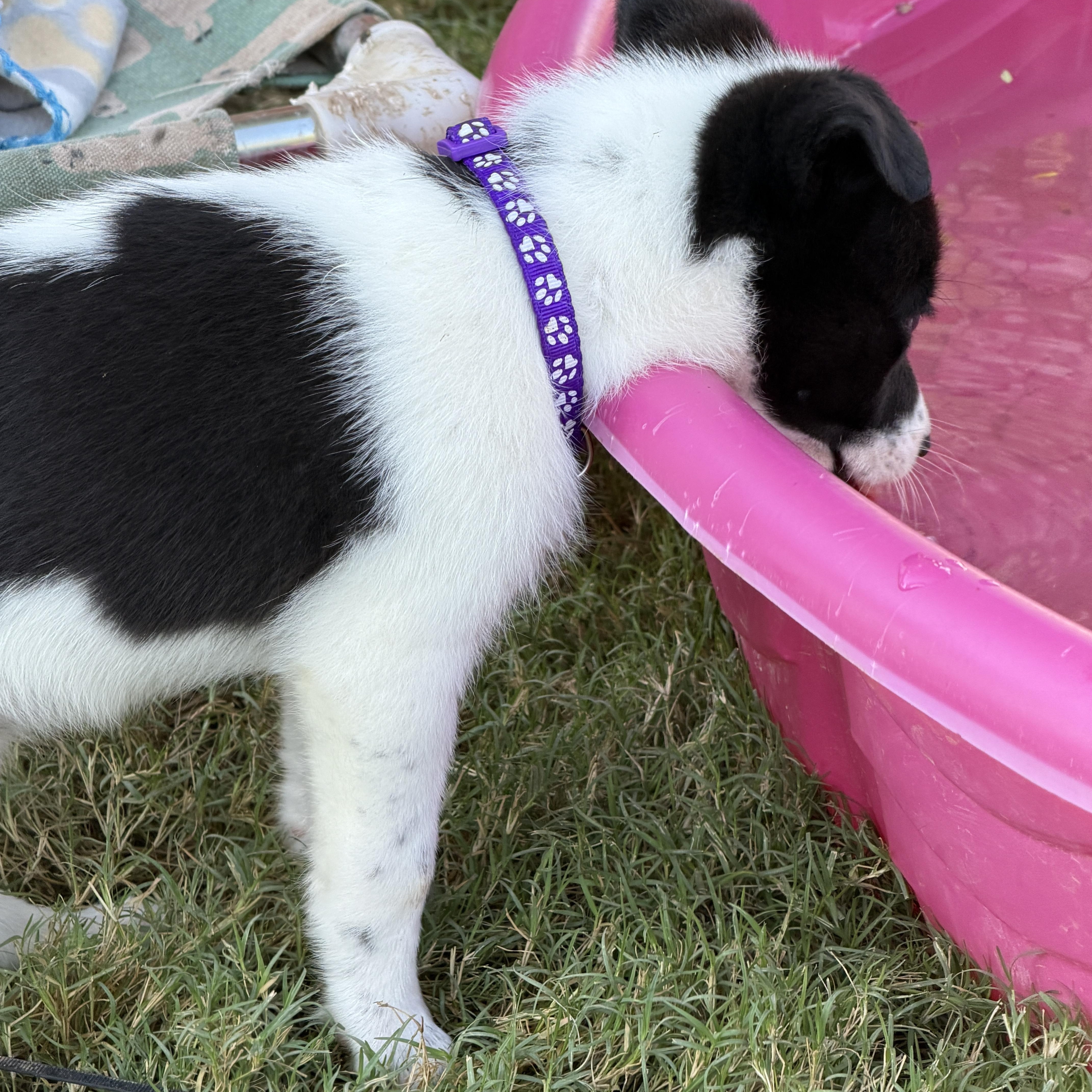 Enlarge Valkryn, a Adopted mixed breed in Gilbert, AZ image 4/6