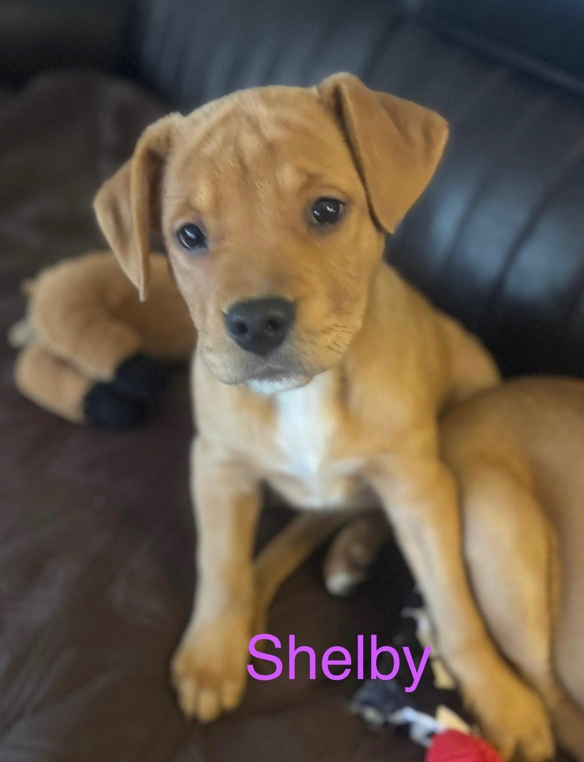 Shelby, an adopted mixed breed in Scottsburg, IN image 1/3