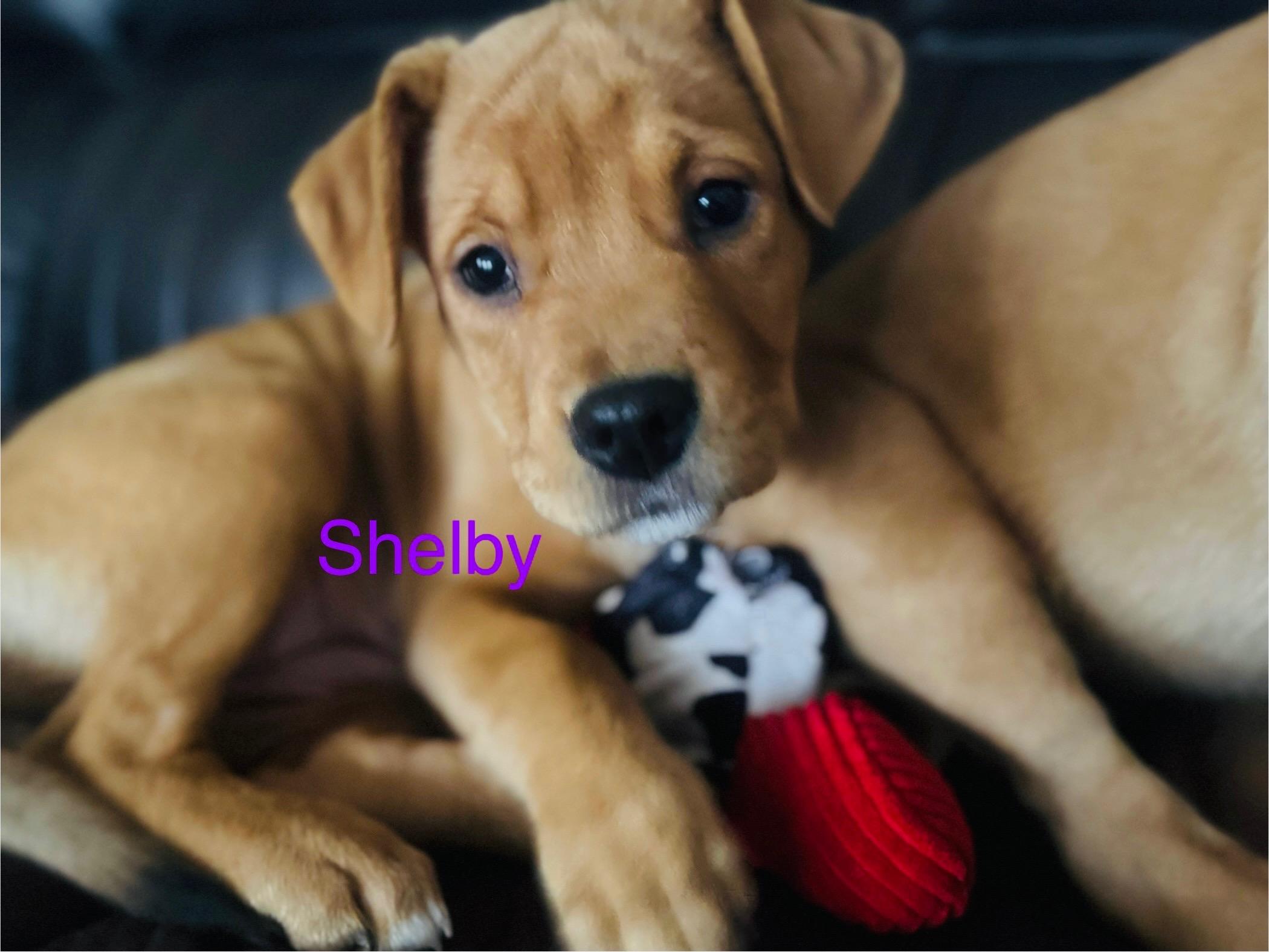 Shelby, an adopted mixed breed in Scottsburg, IN image 3/3