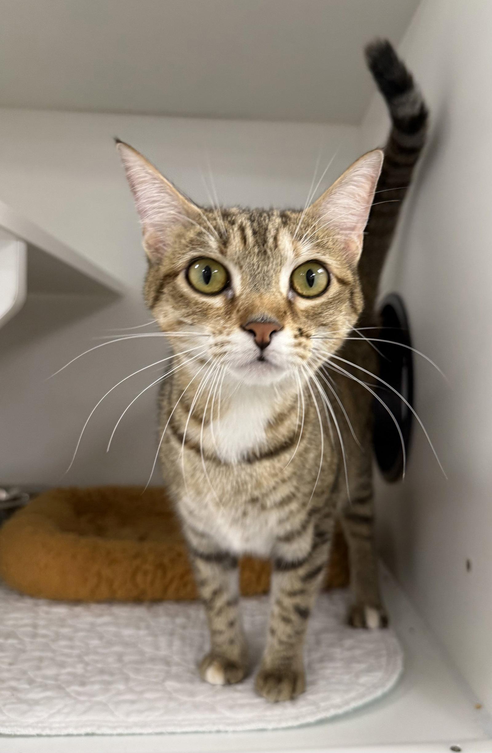 Hedwig, Adopted, Young Female Domestic Short Hair.