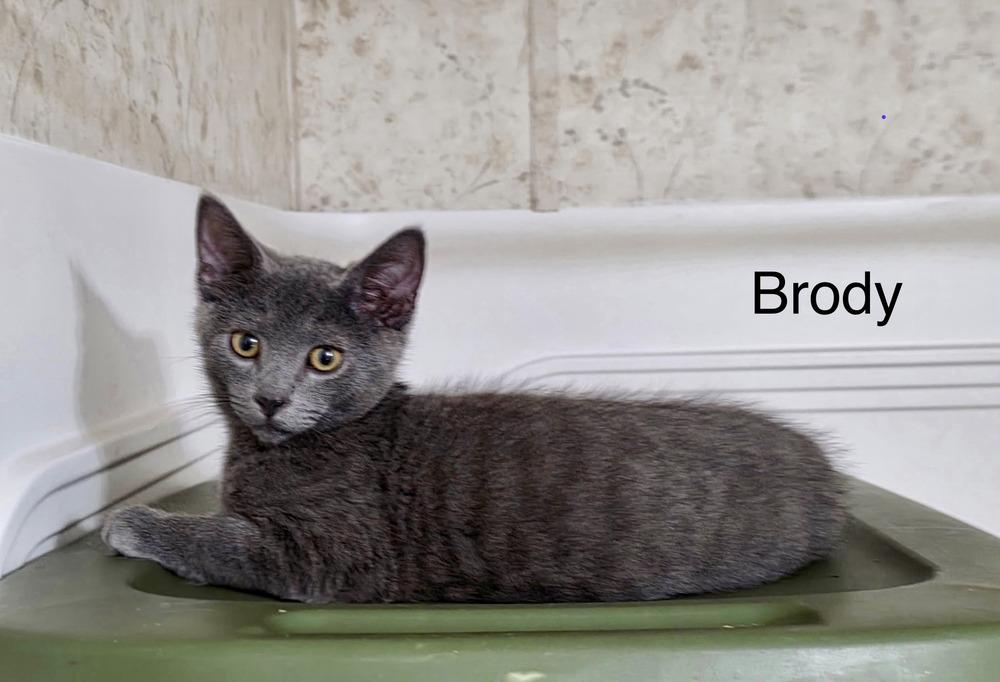 Brody, Adoptable, Kitten Male Domestic Short Hair.