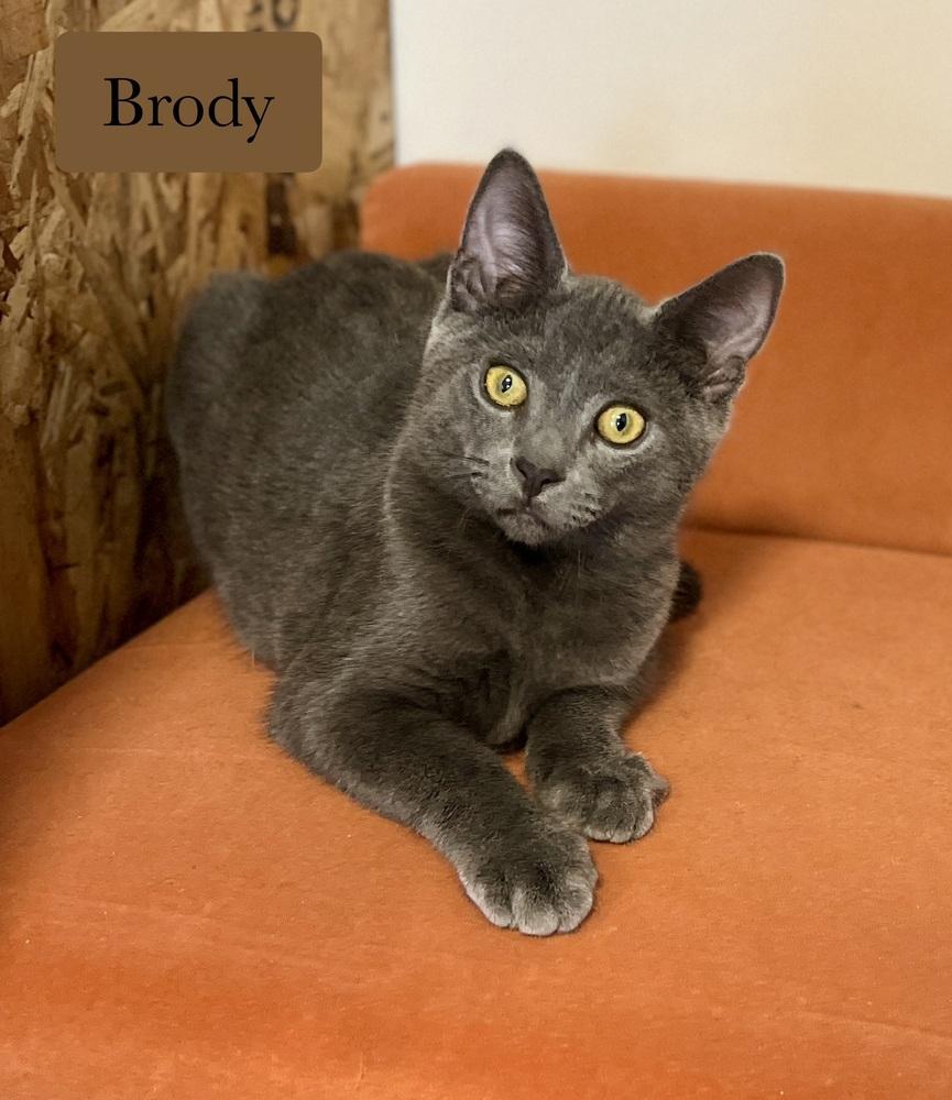 Brody, a Adoptable Domestic Short Hair in Chalfont, PA image 2/6