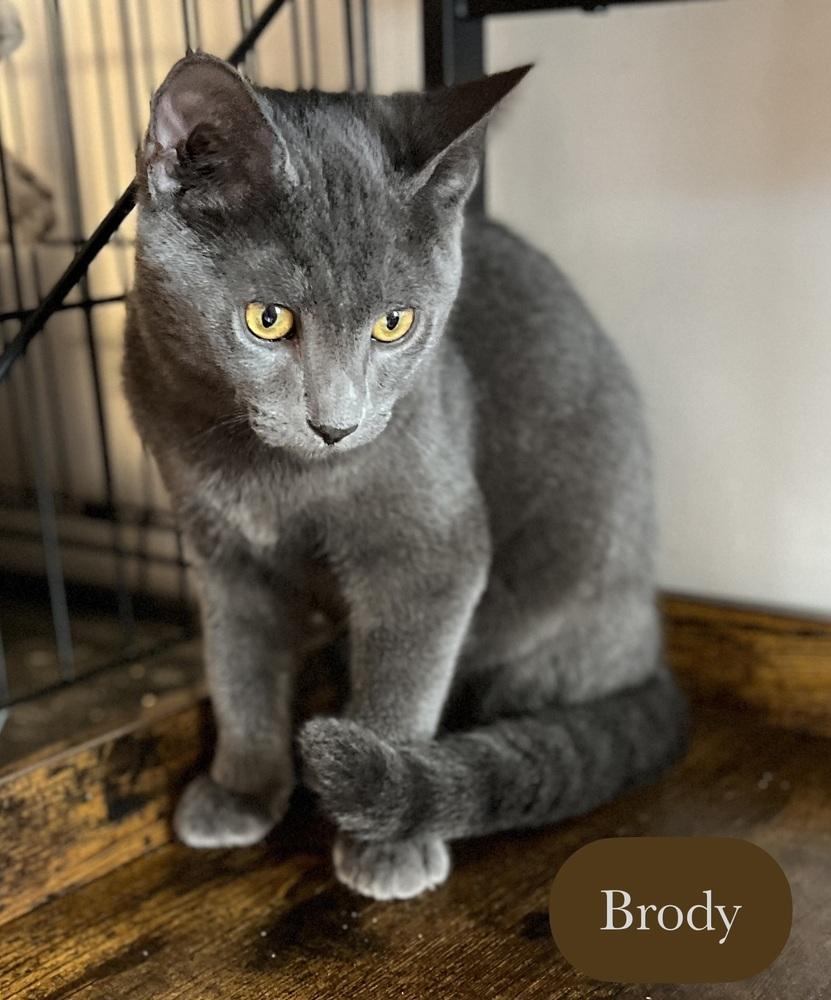 Enlarge Brody, a Adoptable Domestic Short Hair in Chalfont, PA image 5/6