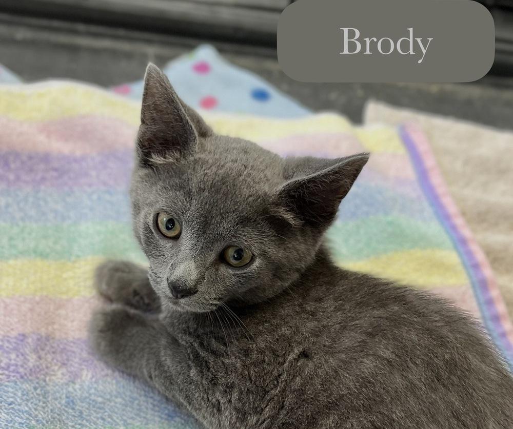 Brody, a Adoptable Domestic Short Hair in Chalfont, PA image 6/6