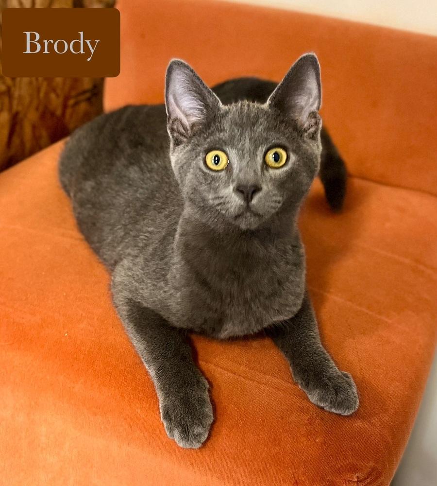 Brody, a Adoptable Domestic Short Hair in Chalfont, PA image 3/6