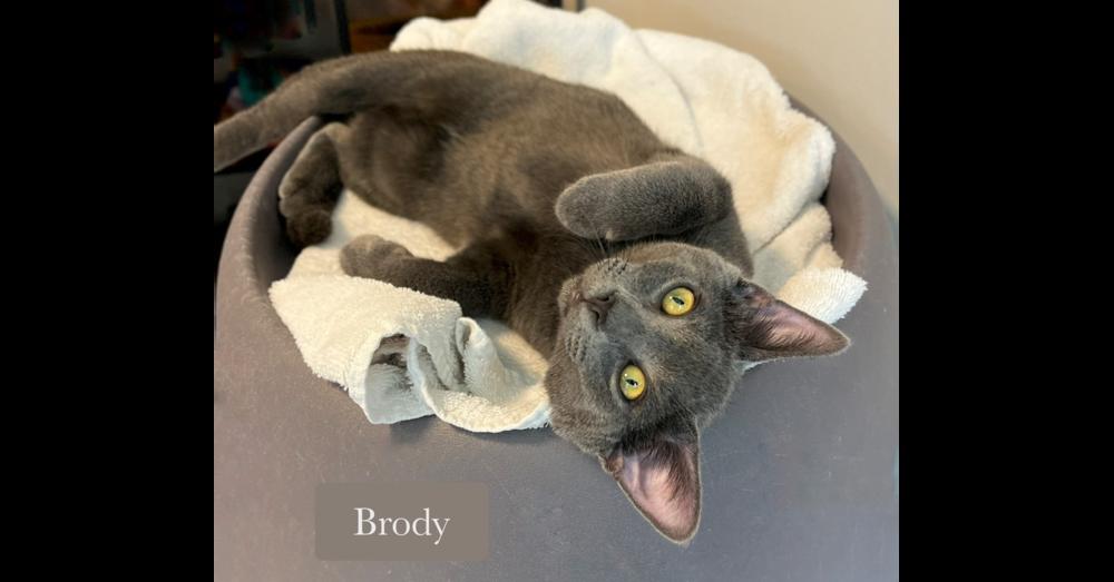 Enlarge Brody, a Adoptable Domestic Short Hair in Chalfont, PA image 1/6