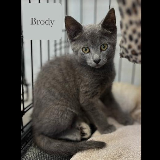 Brody, a Adoptable Domestic Short Hair in Chalfont, PA image 4/6