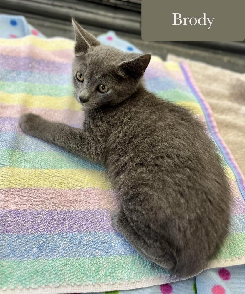 Brody, a Adoptable Domestic Short Hair in Chalfont, PA image 5/6