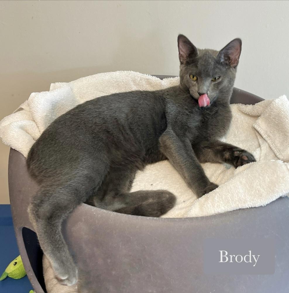 Enlarge Brody, a Adoptable Domestic Short Hair in Chalfont, PA image 3/6