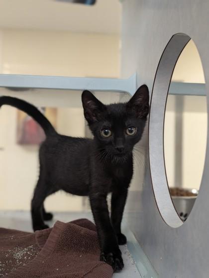 Ross, Adoptable, Kitten Male Domestic Short Hair & Domestic Short Hair.