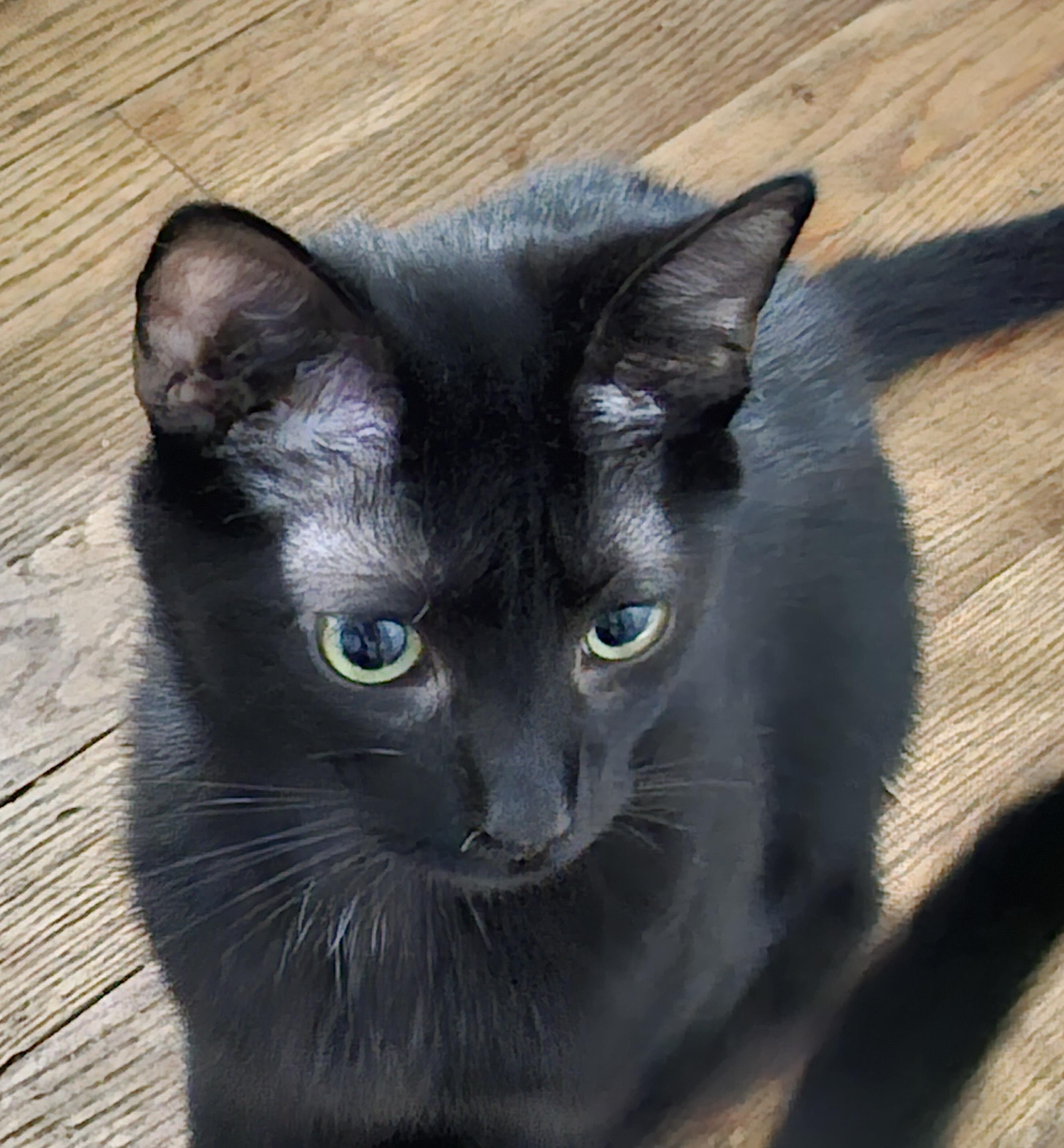 Enlarge Bastian, a Adoptable Domestic Short Hair in Fuauay Varina, NC image 2/3