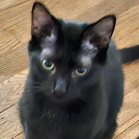 Enlarge Bastian, a Adoptable Domestic Short Hair in Fuauay Varina, NC image 3/3