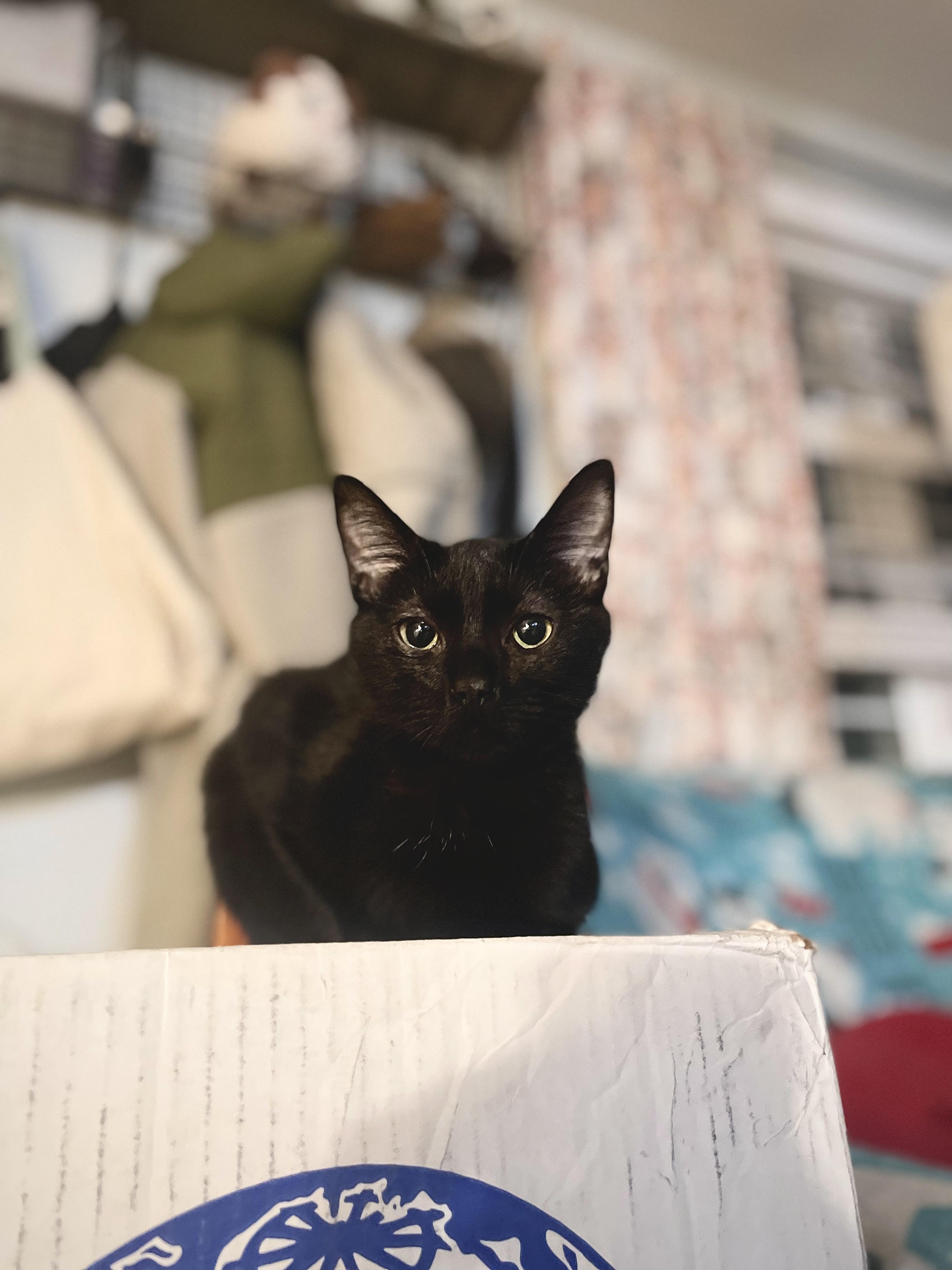 Bastian, Adoptable, Young Male Domestic Short Hair.