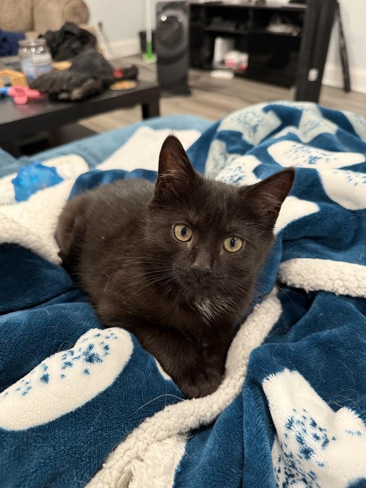 Betty, Adoptable, Kitten Female Domestic Short Hair.