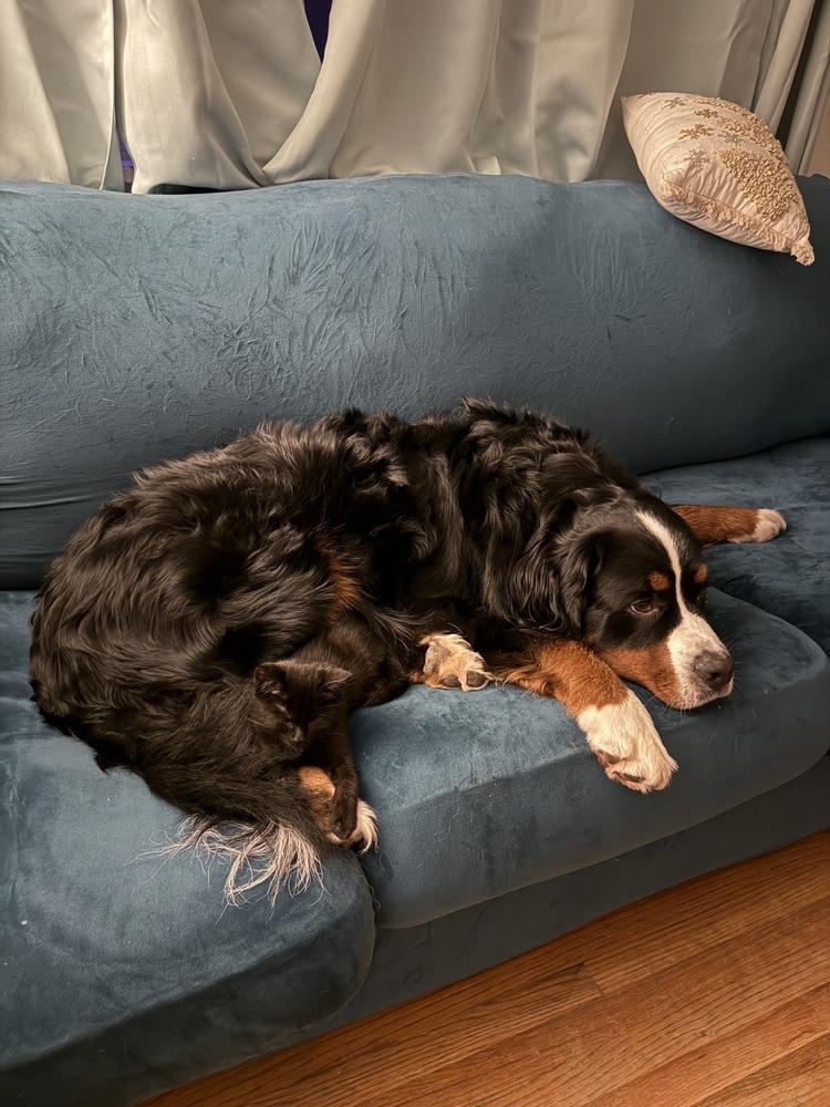 Betty, a Adoptable mixed breed in East Greenville, PA image 2/4