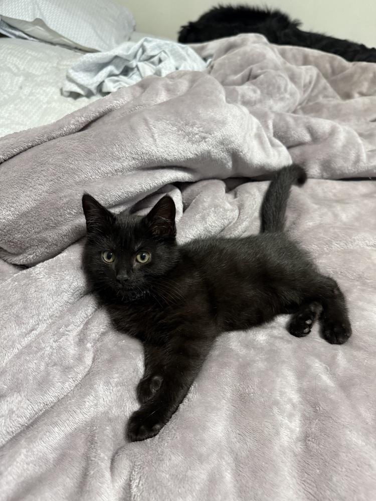 Betty, a Adoptable mixed breed in East Greenville, PA image 3/4