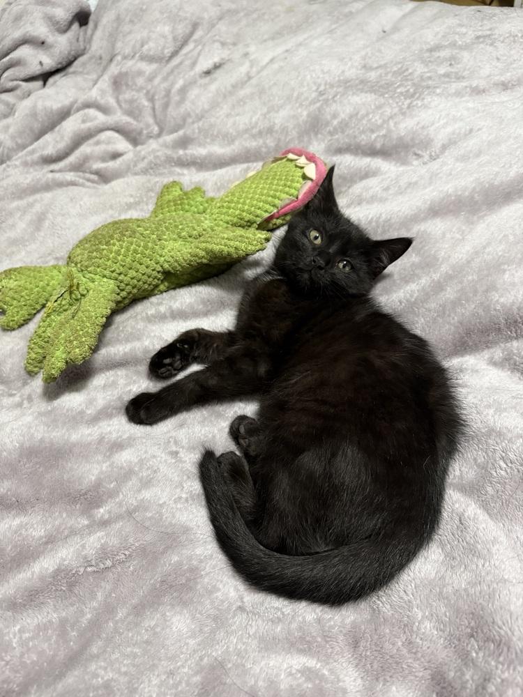 Betty, a Adoptable mixed breed in East Greenville, PA image 4/4