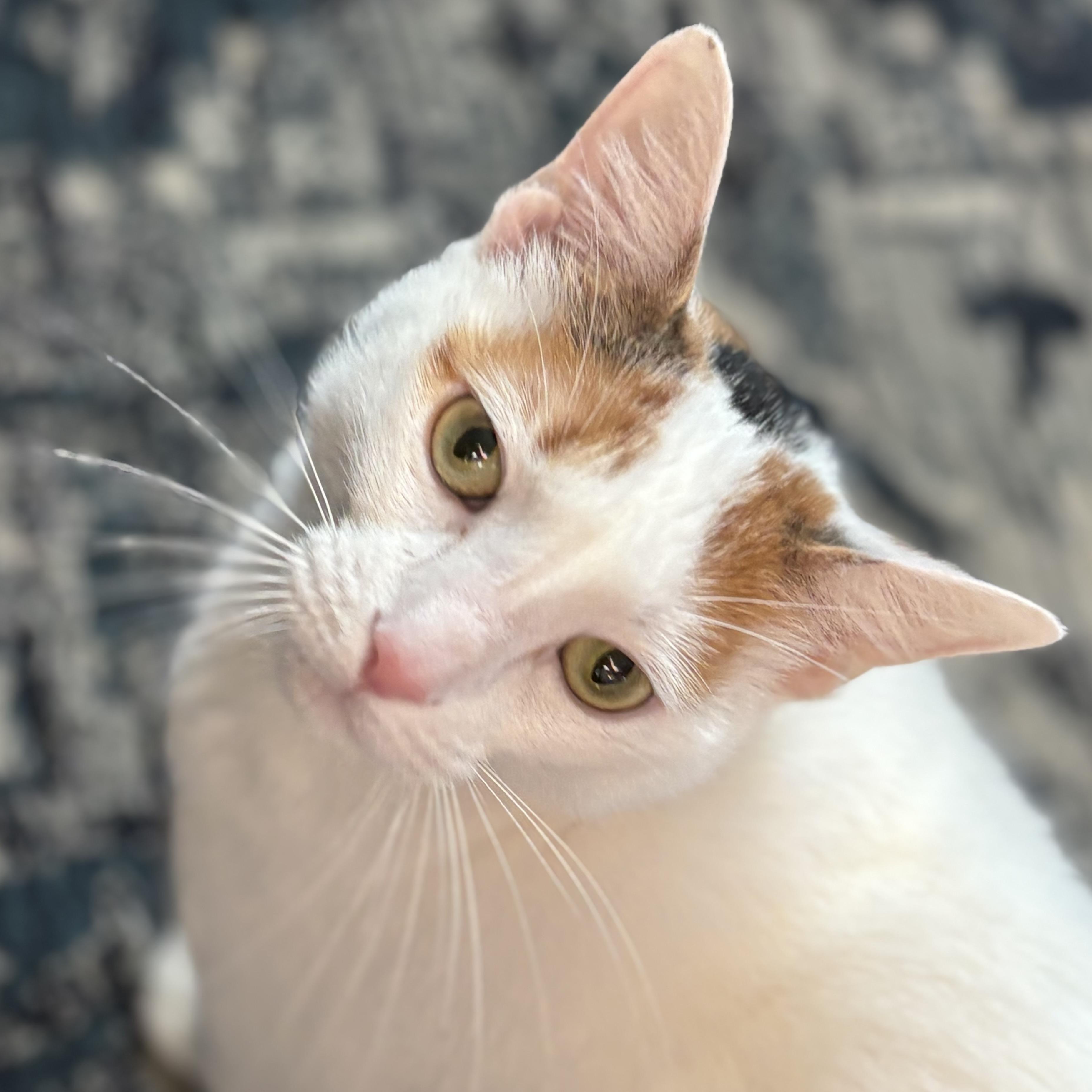 Enlarge Queen Marie Antoinette, a Adoptable mixed breed in NASHUA, NH image 6/6
