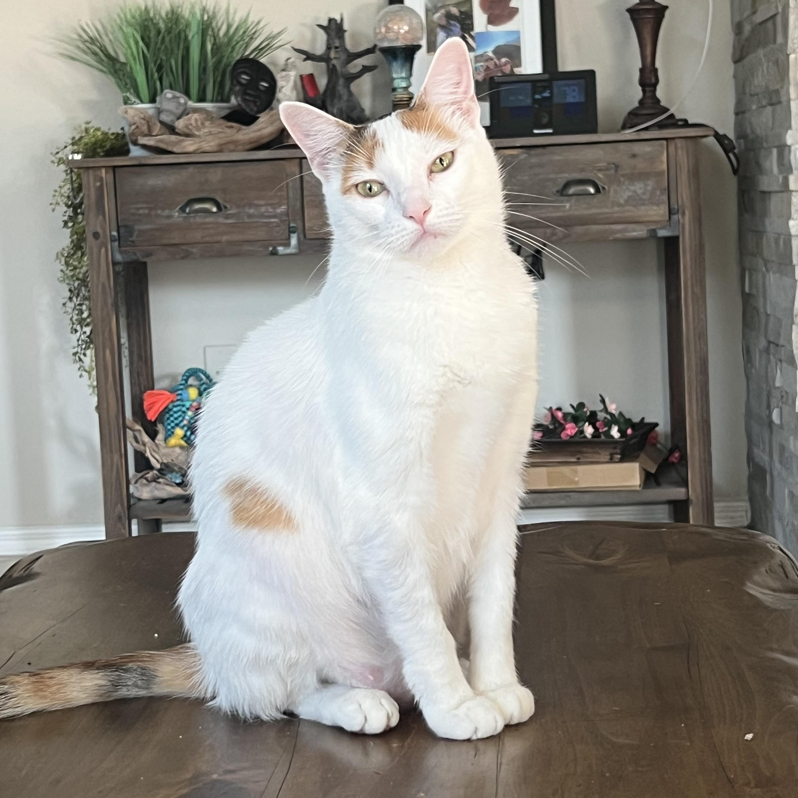 Enlarge Queen Marie Antoinette, a Adoptable mixed breed in NASHUA, NH image 4/6