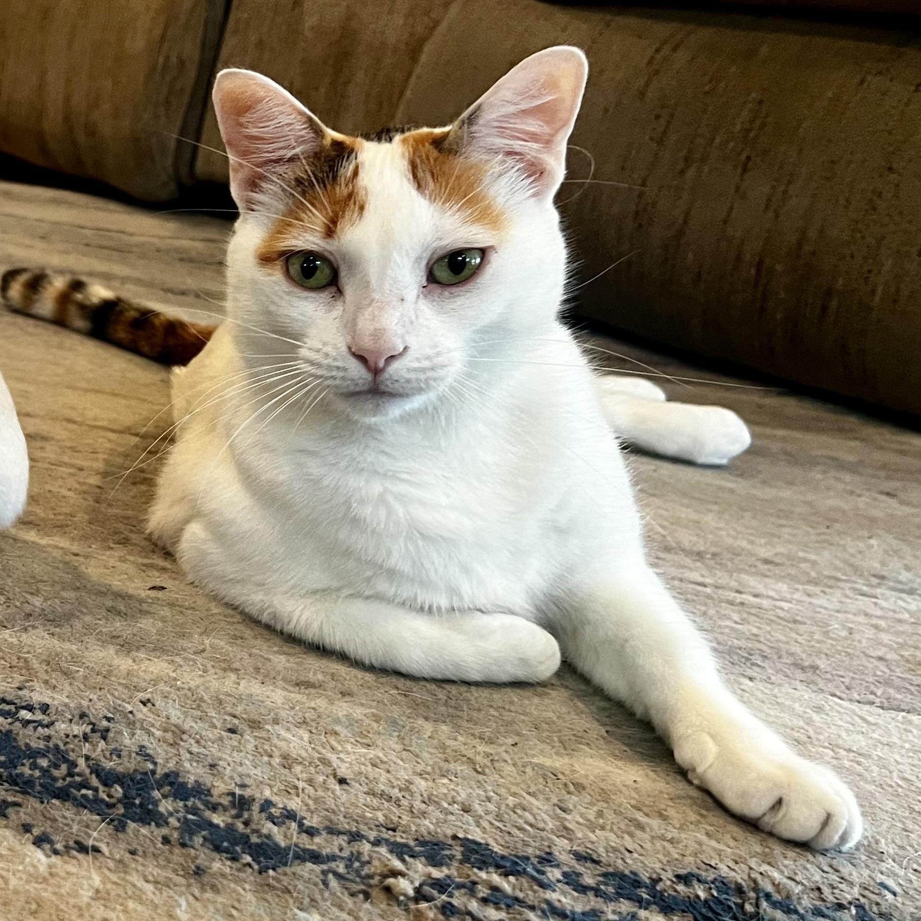 Enlarge Queen Marie Antoinette, a Adoptable mixed breed in NASHUA, NH image 3/6