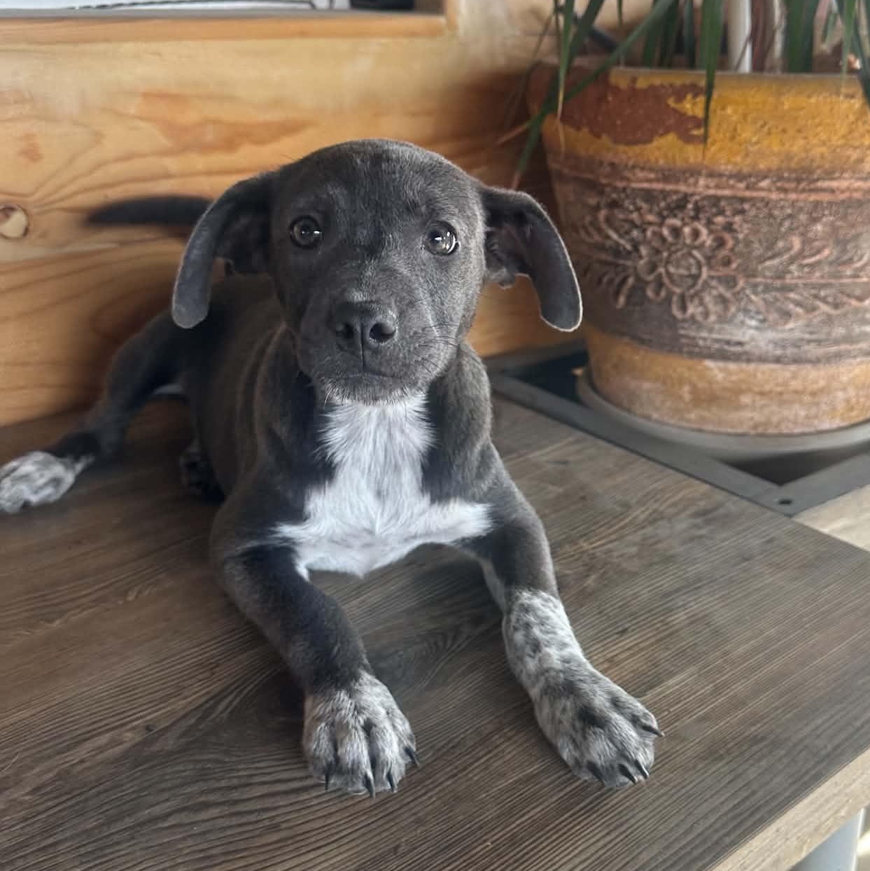 Enlarge Millie, a ADOPTABLE mixed breed in San Diego, CA image 1/5