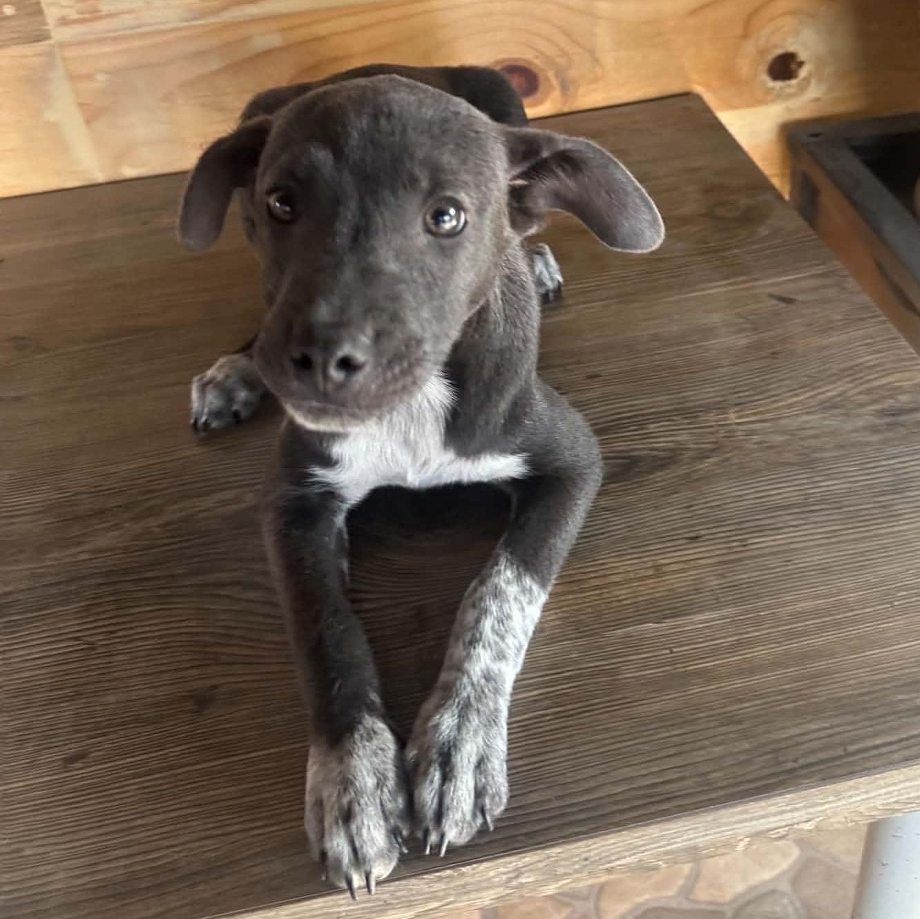 Enlarge Millie, a ADOPTABLE mixed breed in San Diego, CA image 5/5