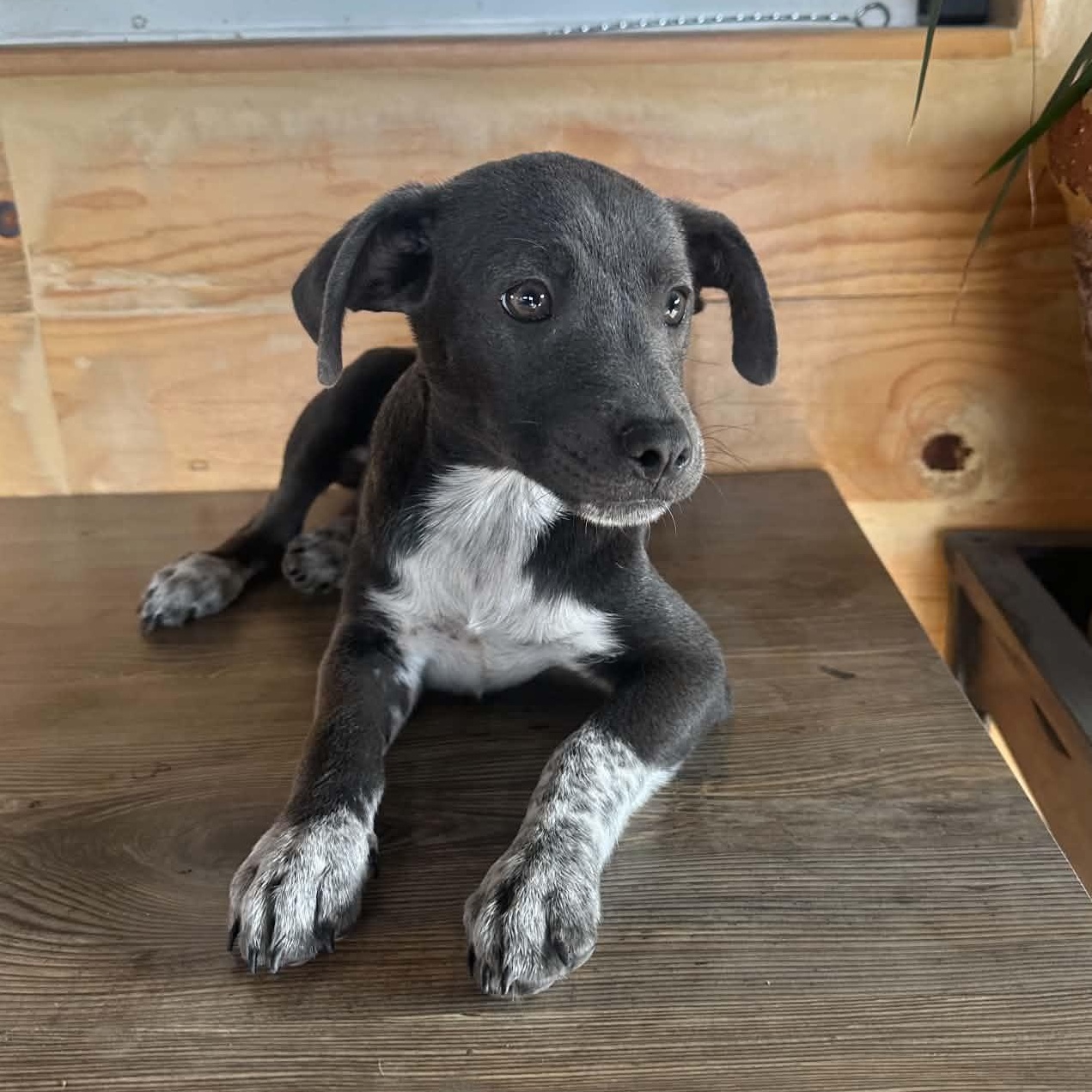 Enlarge Millie, a ADOPTABLE mixed breed in San Diego, CA image 2/5