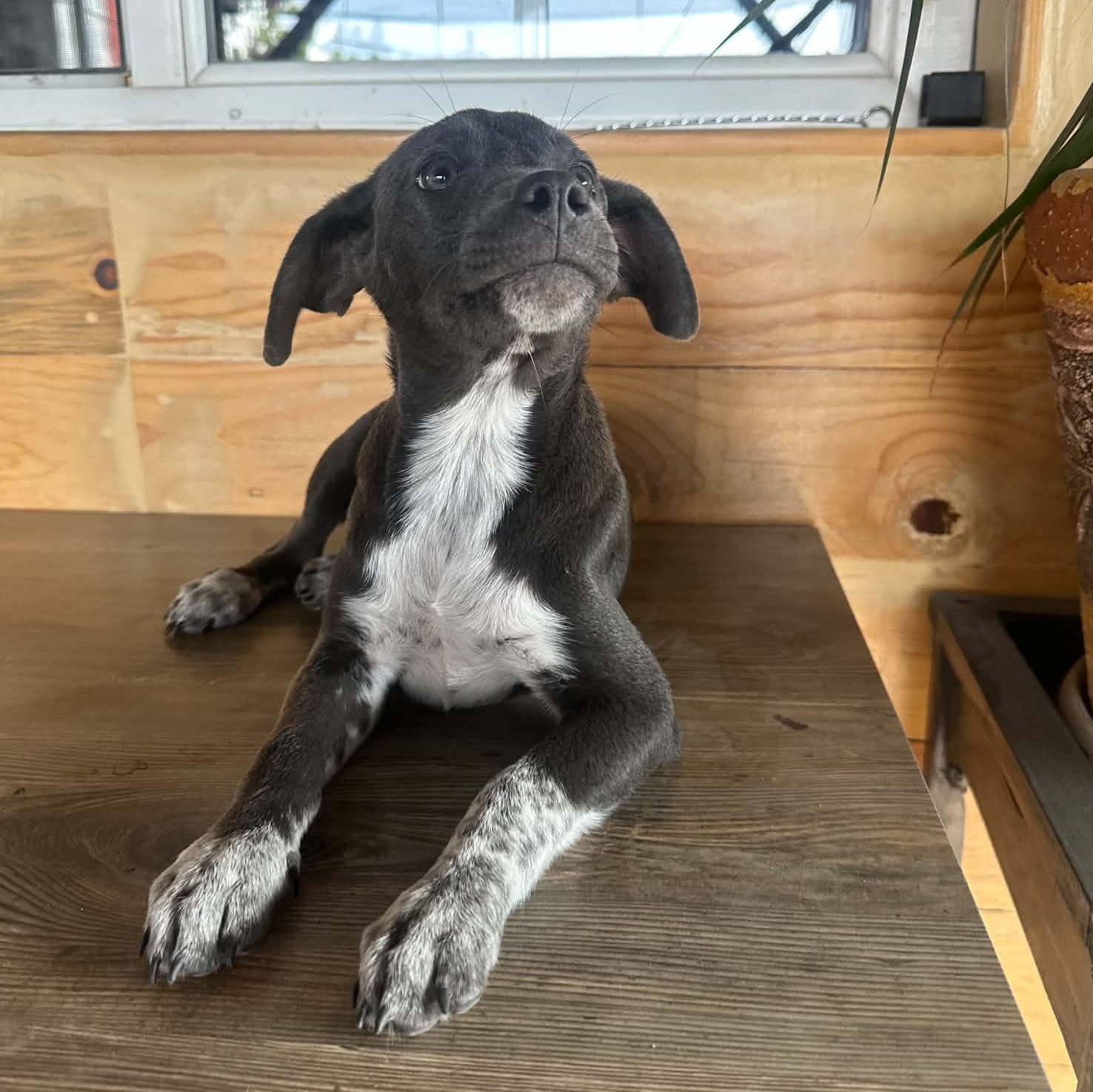 Enlarge Millie, a ADOPTABLE mixed breed in San Diego, CA image 4/5