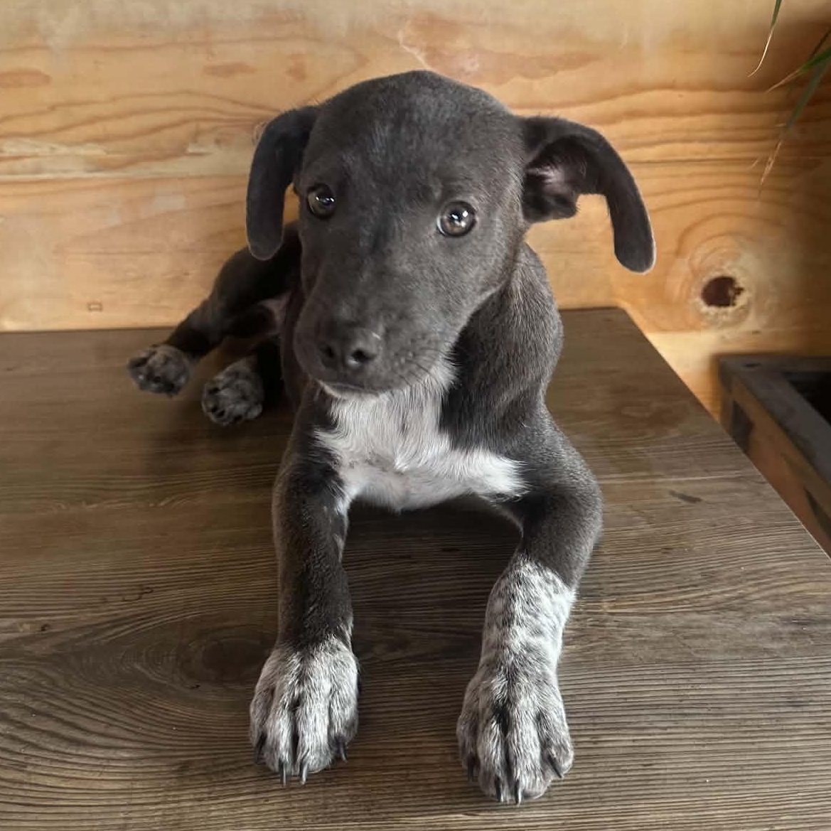 Enlarge Millie, a ADOPTABLE mixed breed in San Diego, CA image 3/5
