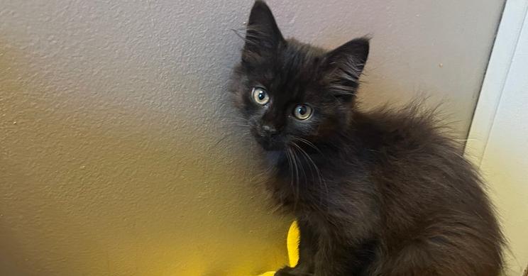 Mae, Adoptable, Kitten Female Domestic Short Hair.