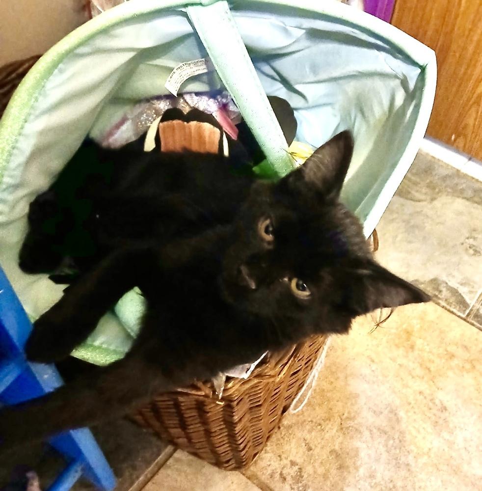 Enlarge Mae, a Adoptable mixed breed in Wilmington, NC image 2/4