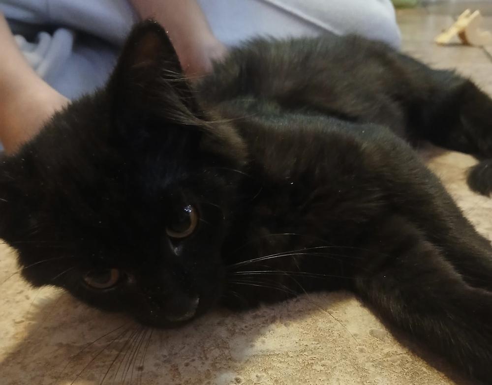 Enlarge Mae, a Adoptable mixed breed in Wilmington, NC image 3/4