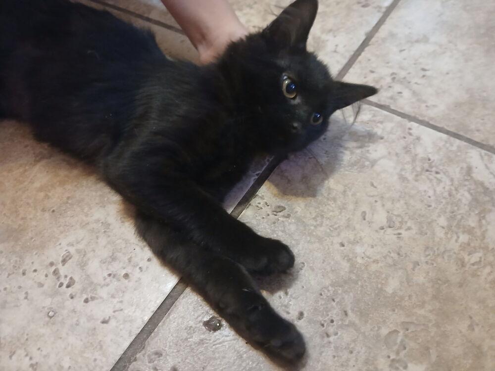 Enlarge Mae, a Adoptable mixed breed in Wilmington, NC image 4/4