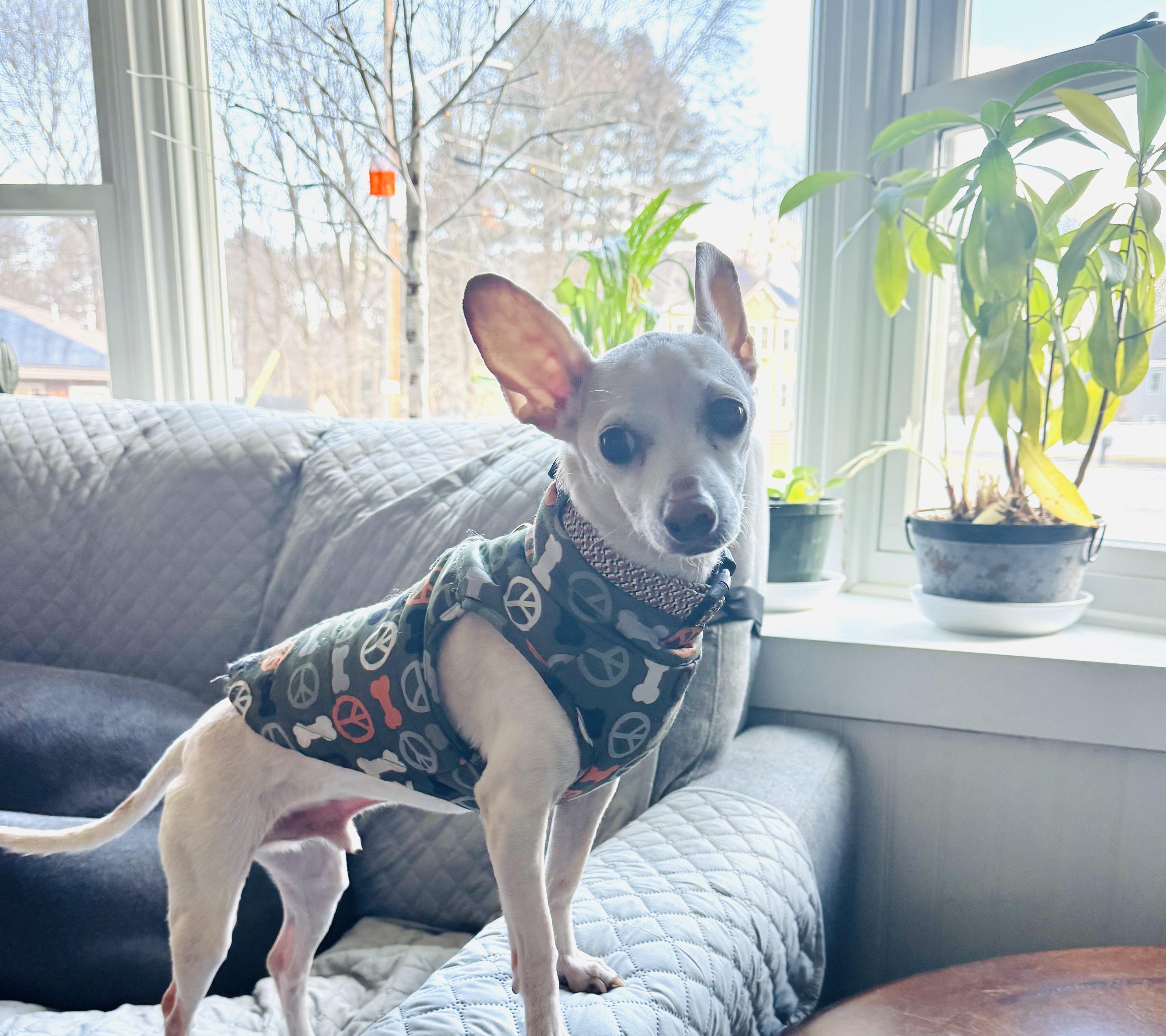 Scorpio, Adoptable, Adult Male Chihuahua & Jack Russell Terrier.