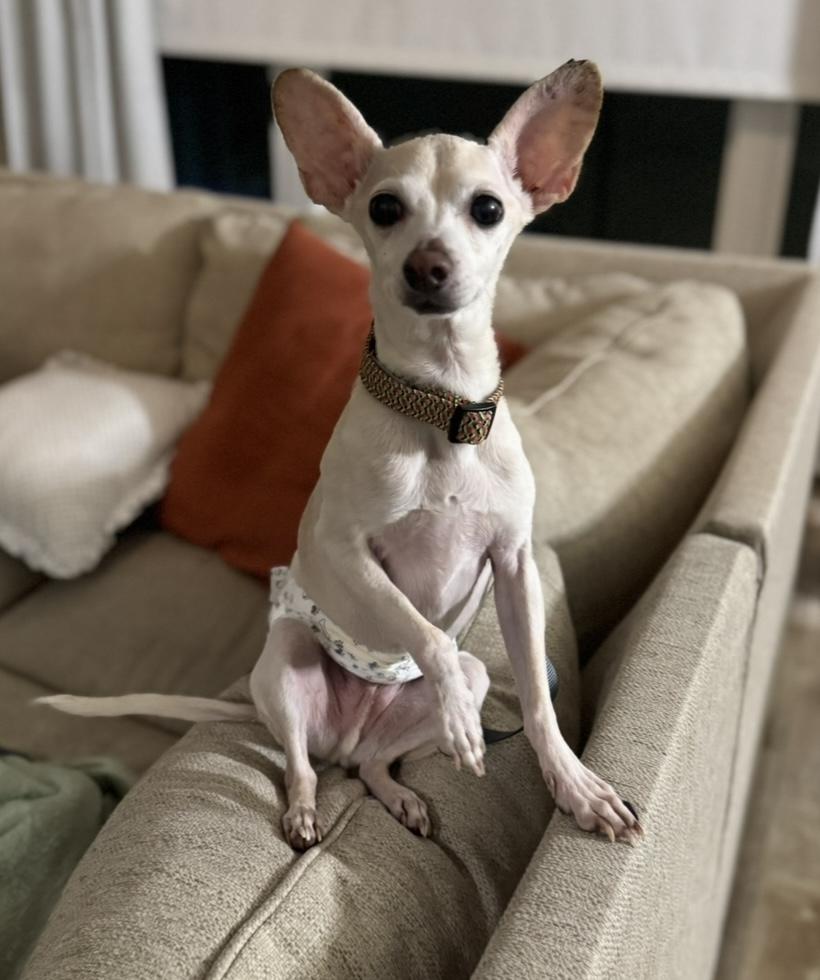 Scorpio, a Adoptable mixed breed in Boston, MA image 1/5