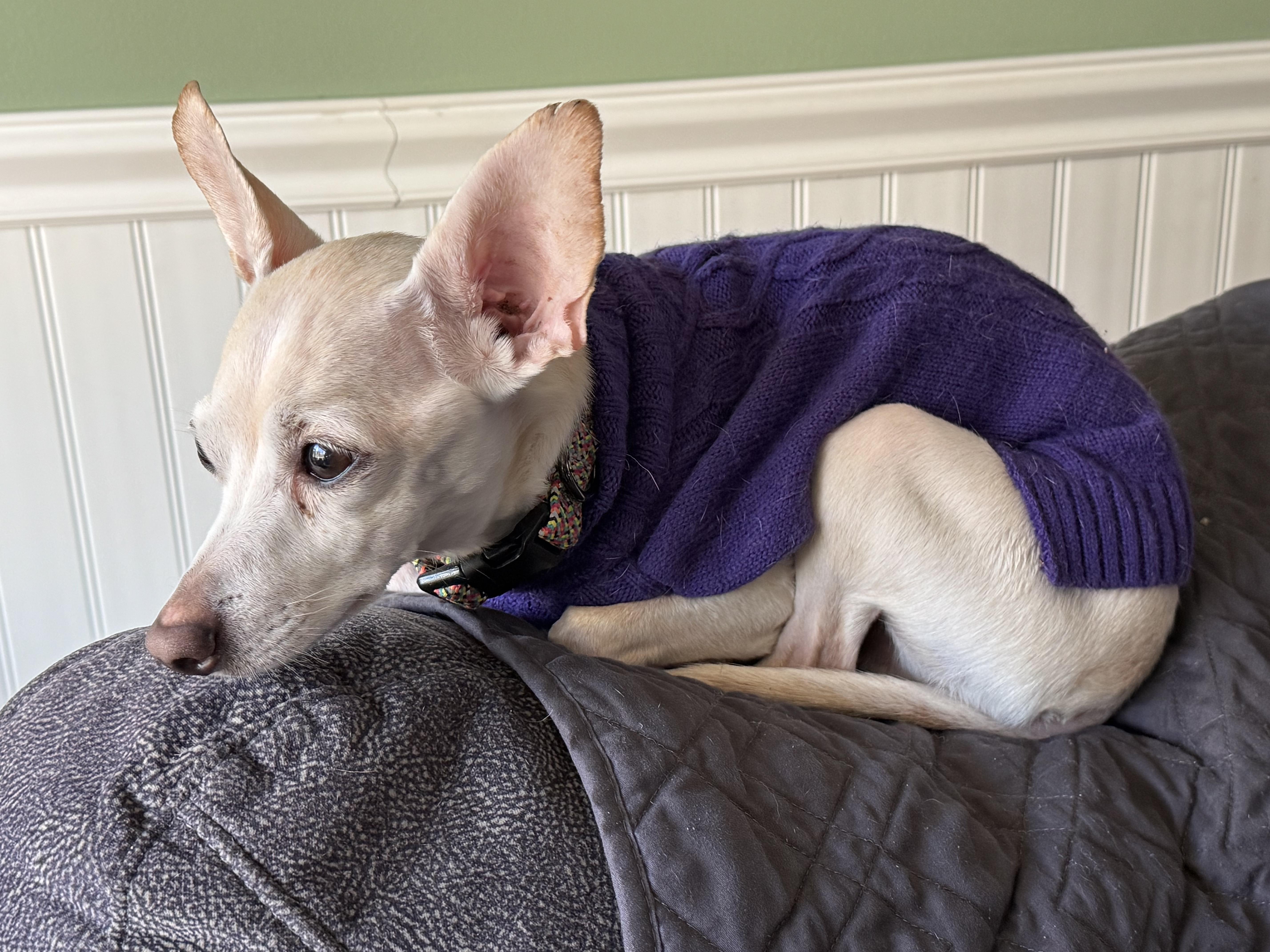 Scorpio, a Adoptable mixed breed in Boston, MA image 2/5