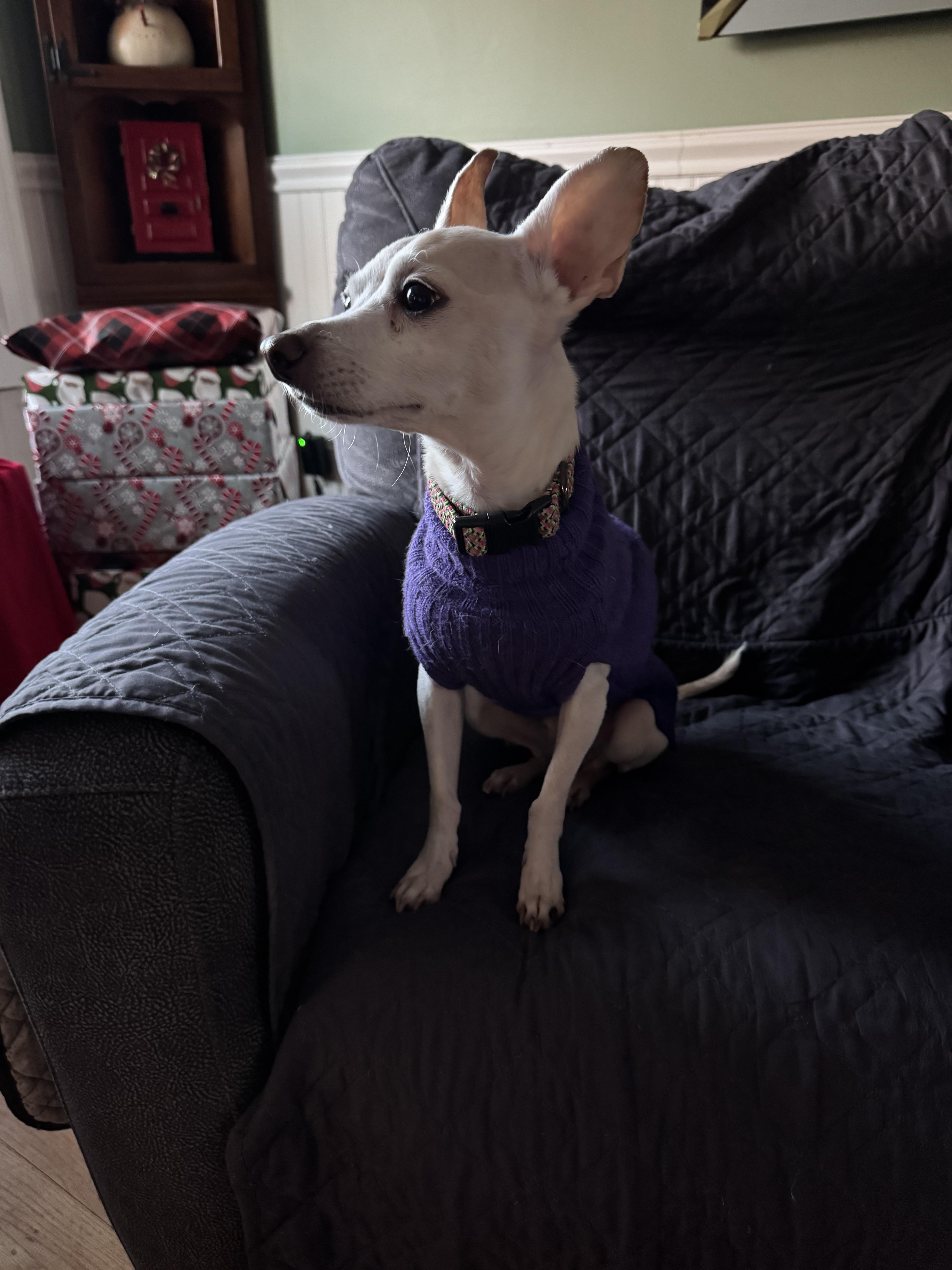 Scorpio, a Adoptable mixed breed in Boston, MA image 3/5