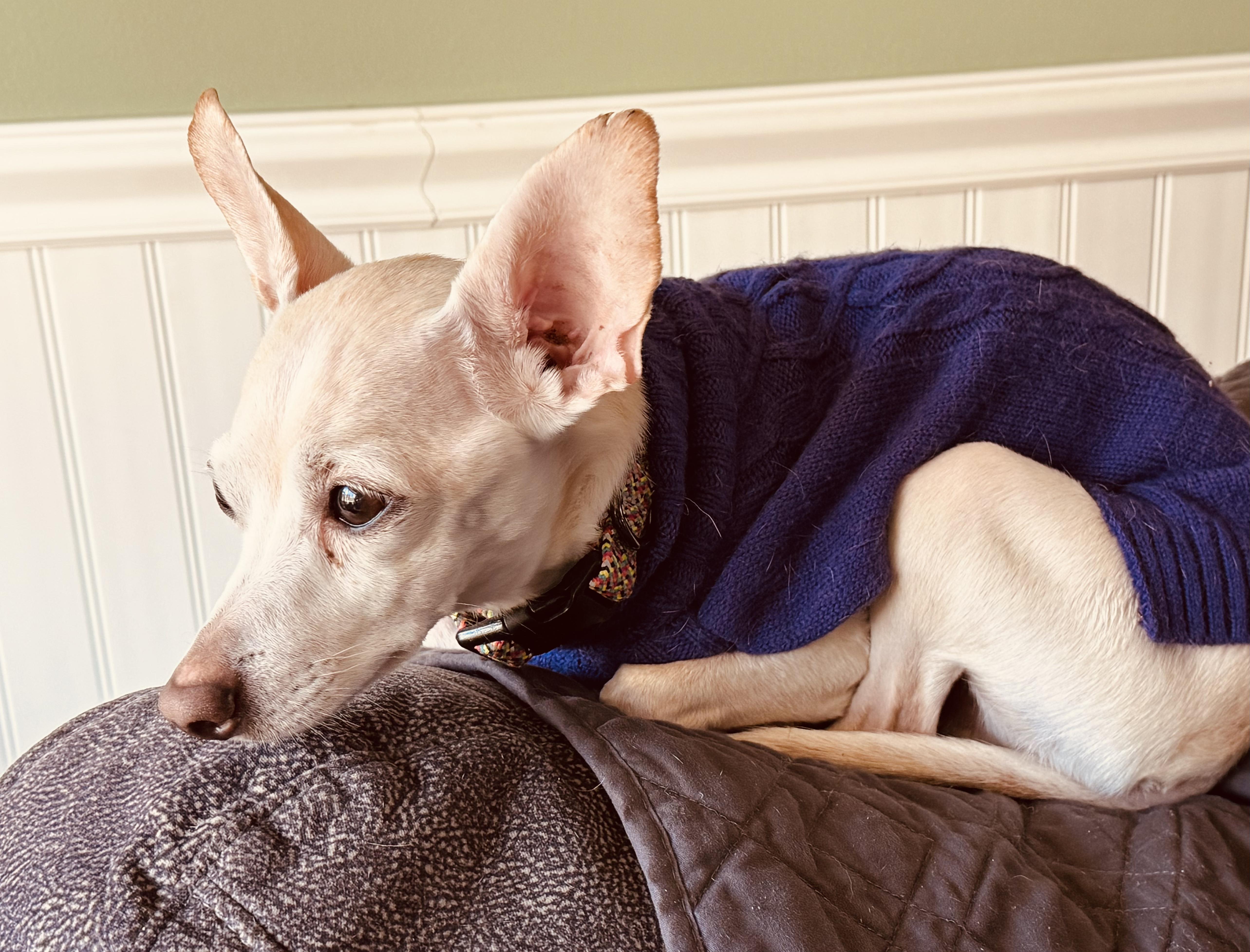 Scorpio, Adoptable, Adult Male Chihuahua & Jack Russell Terrier.