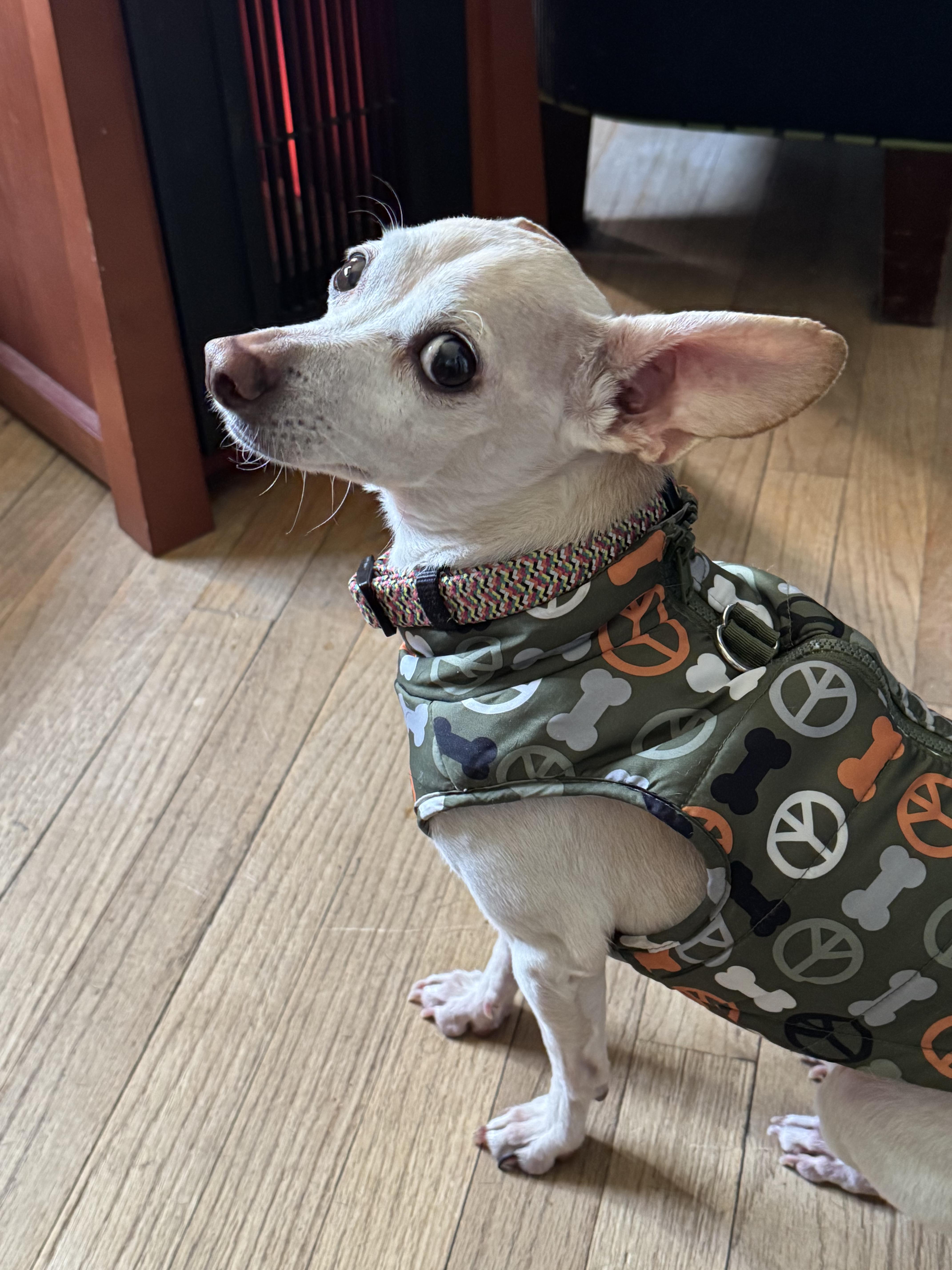 Scorpio, Adoptable, Adult Male Chihuahua & Jack Russell Terrier.