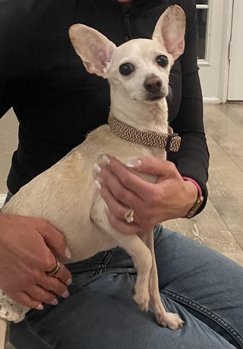 Scorpio, a Adoptable mixed breed in Boston, MA image 4/5