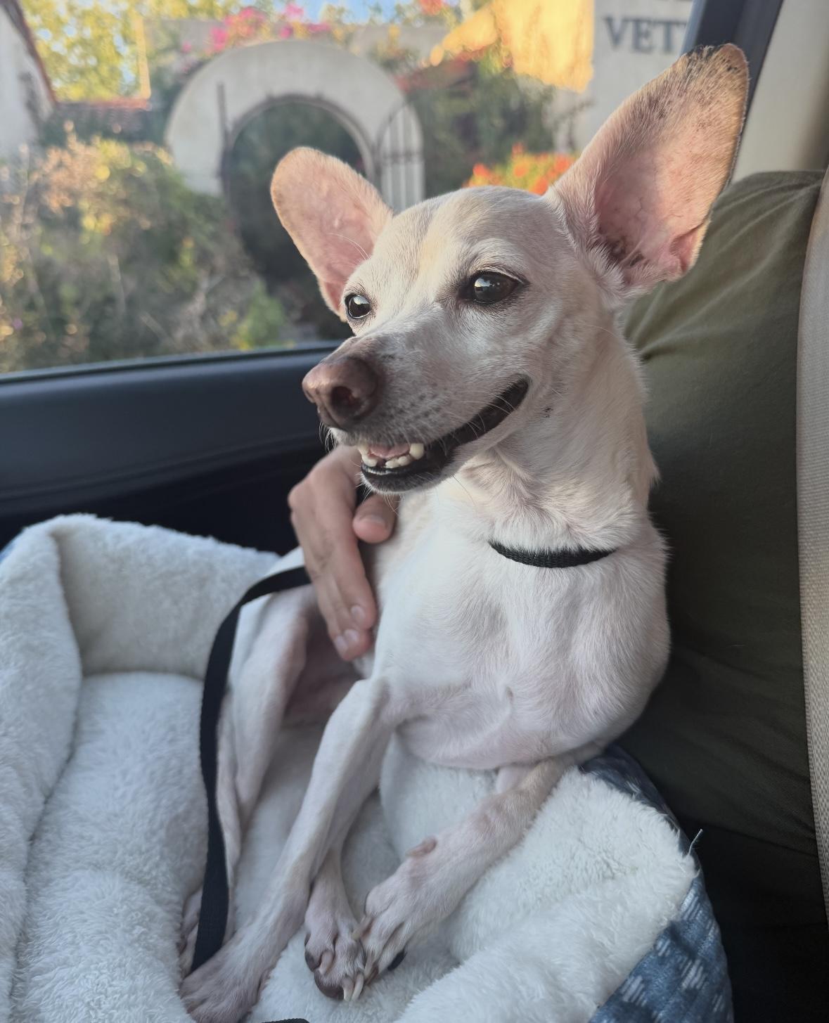 Scorpio, a Adoptable mixed breed in Boston, MA image 5/5