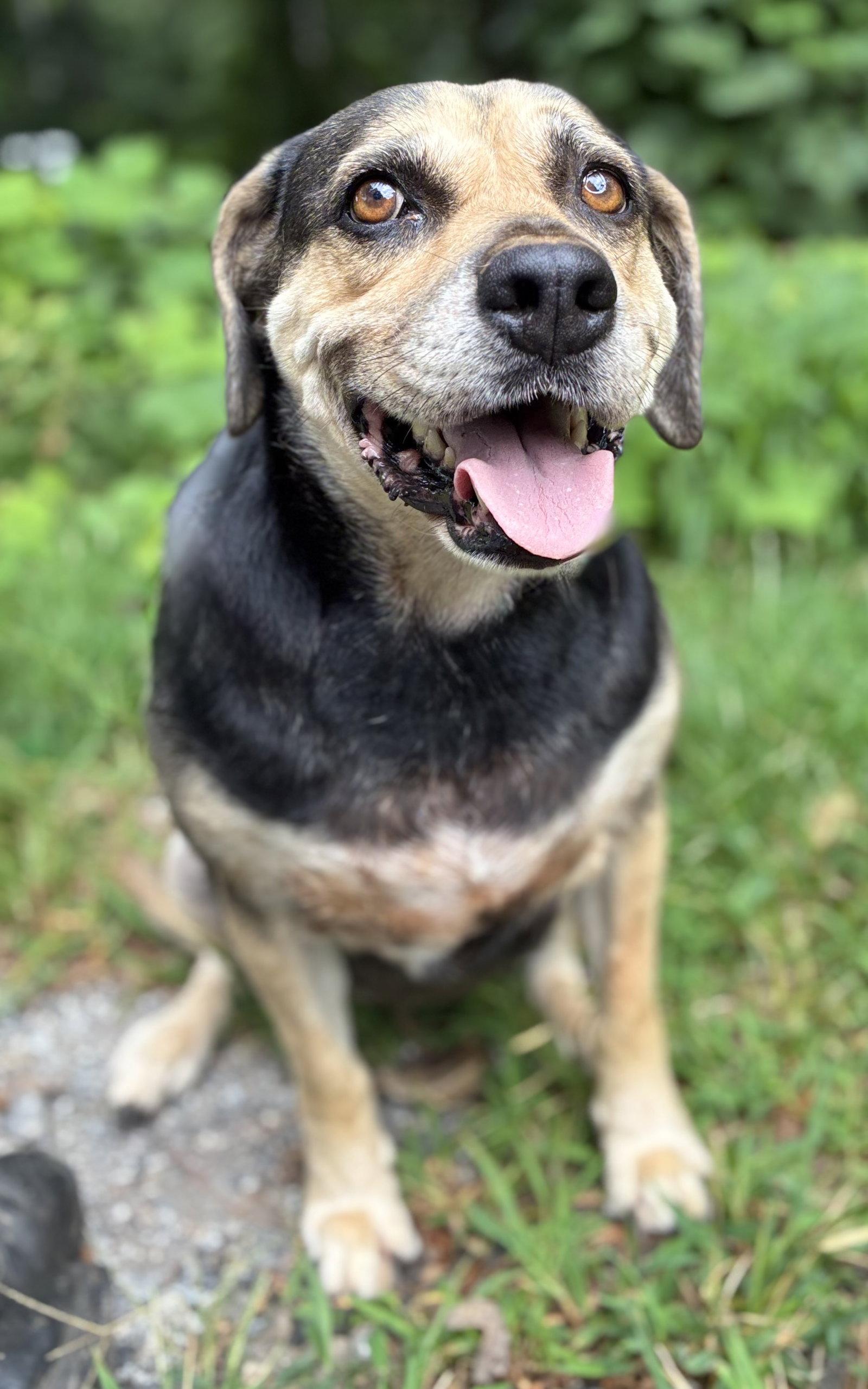 Bean, Adoptable, Adult Male Terrier.