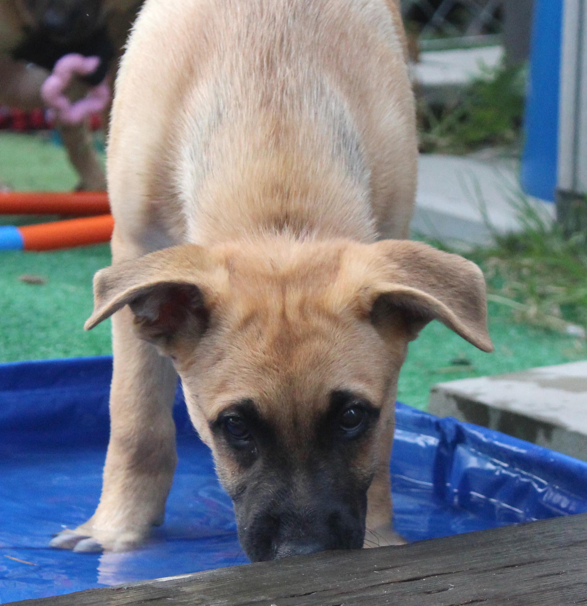 Monterey (Cali Litter), a Adoptable mixed breed in Silvana, WA image 3/6