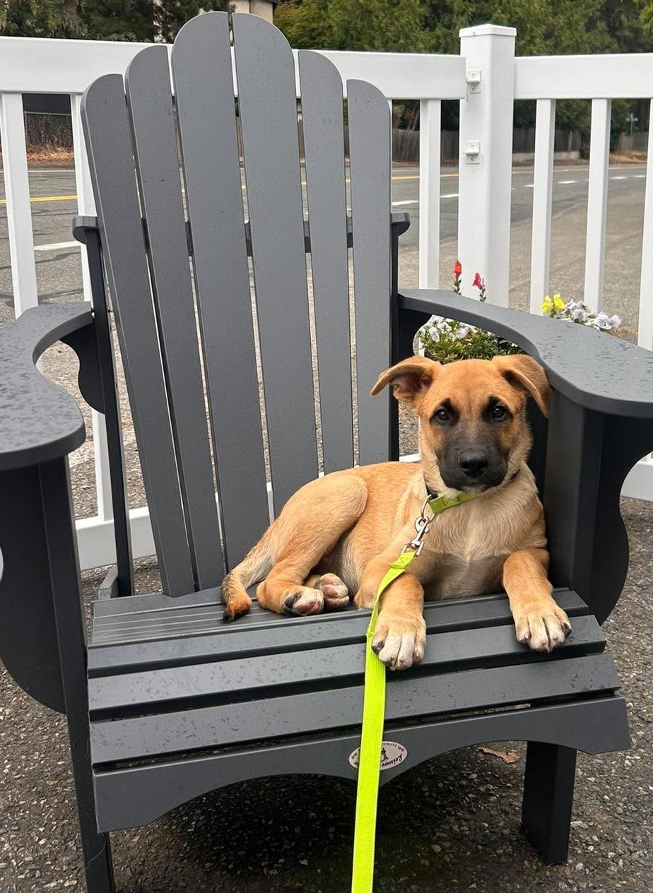 Monterey (Cali Litter), a Adoptable mixed breed in Silvana, WA image 2/6