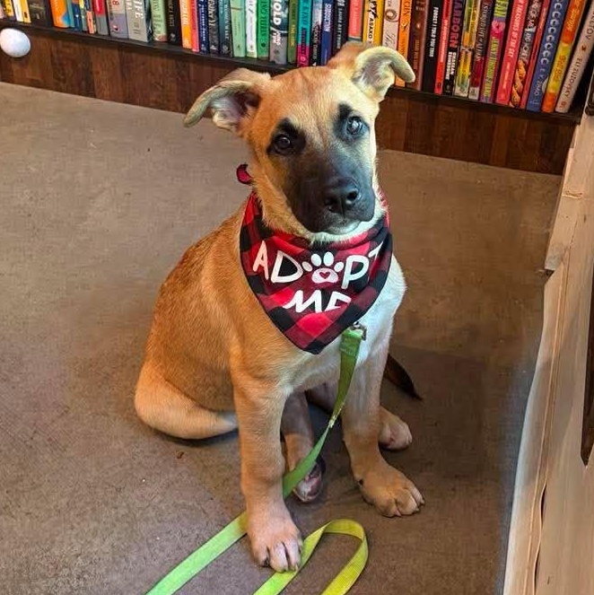 Monterey (Cali Litter), a Adoptable mixed breed in Silvana, WA image 5/6